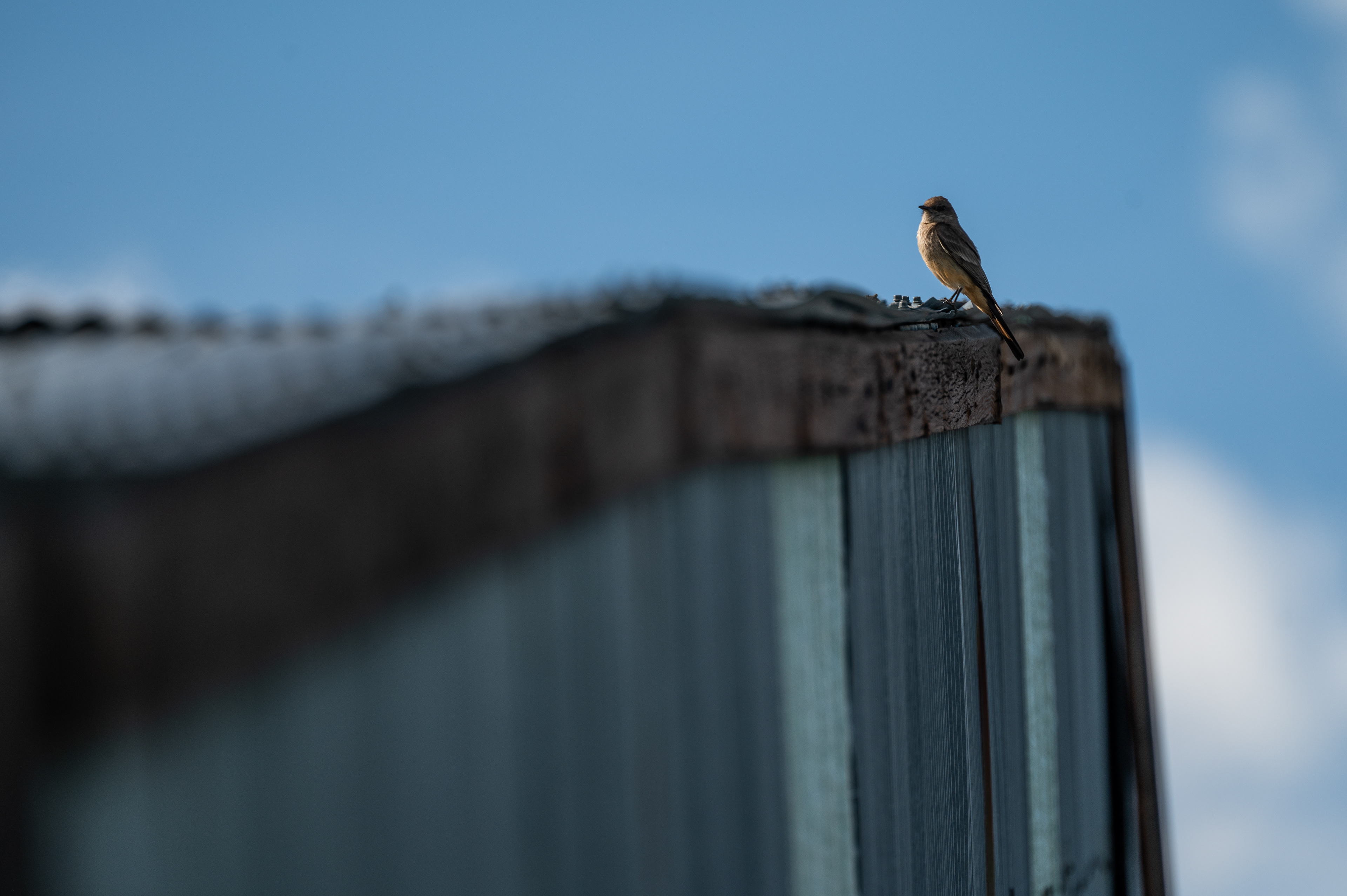 Say's Phoebe