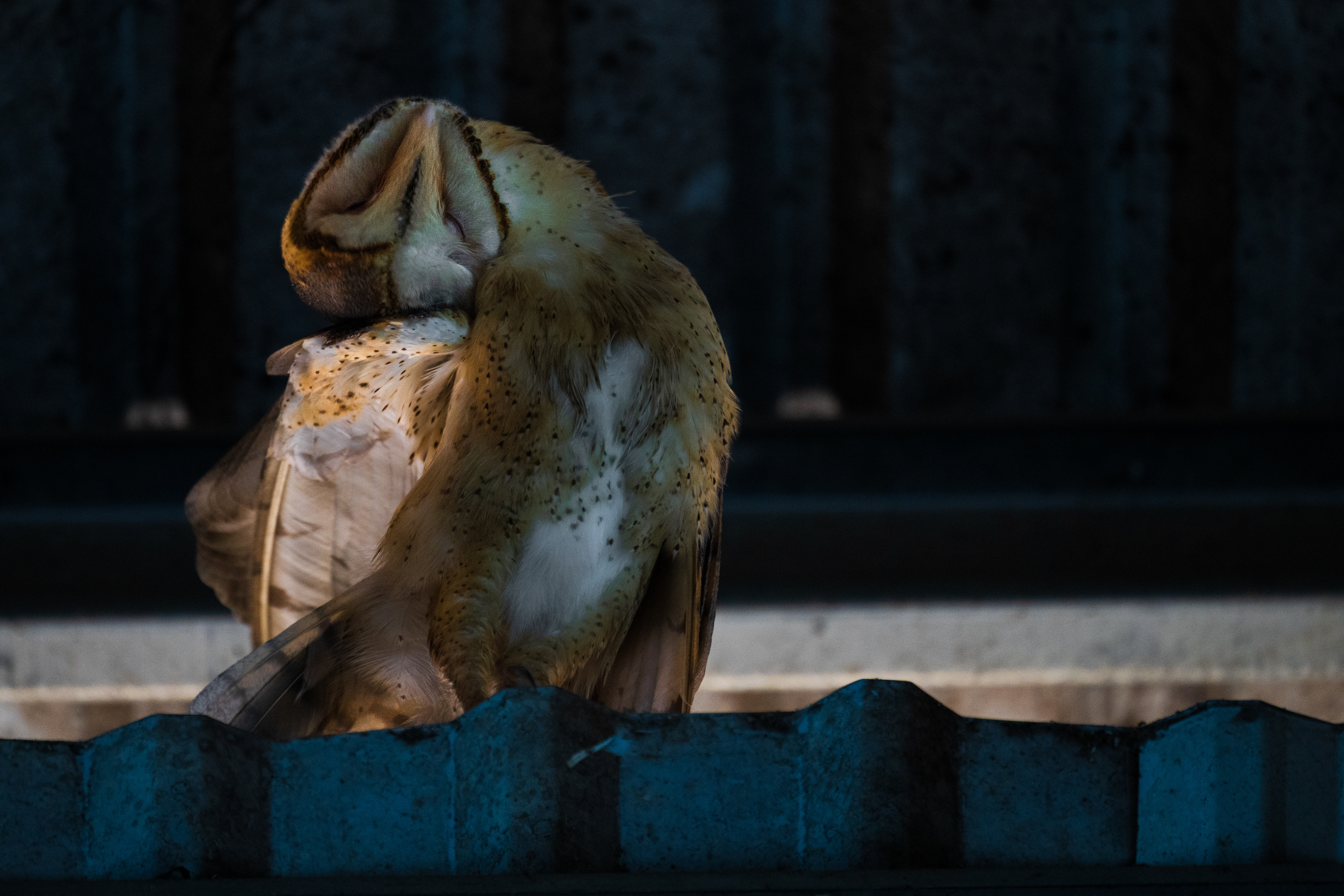 Barn Owl
