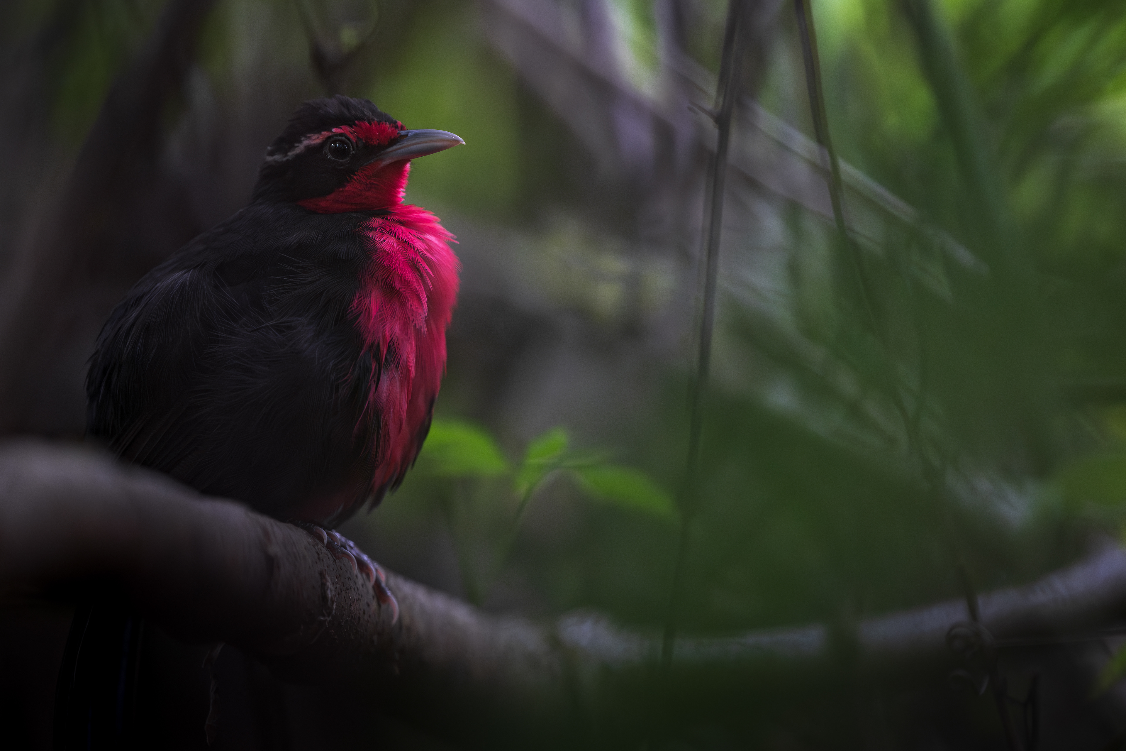 Rosy Thrush Tanager