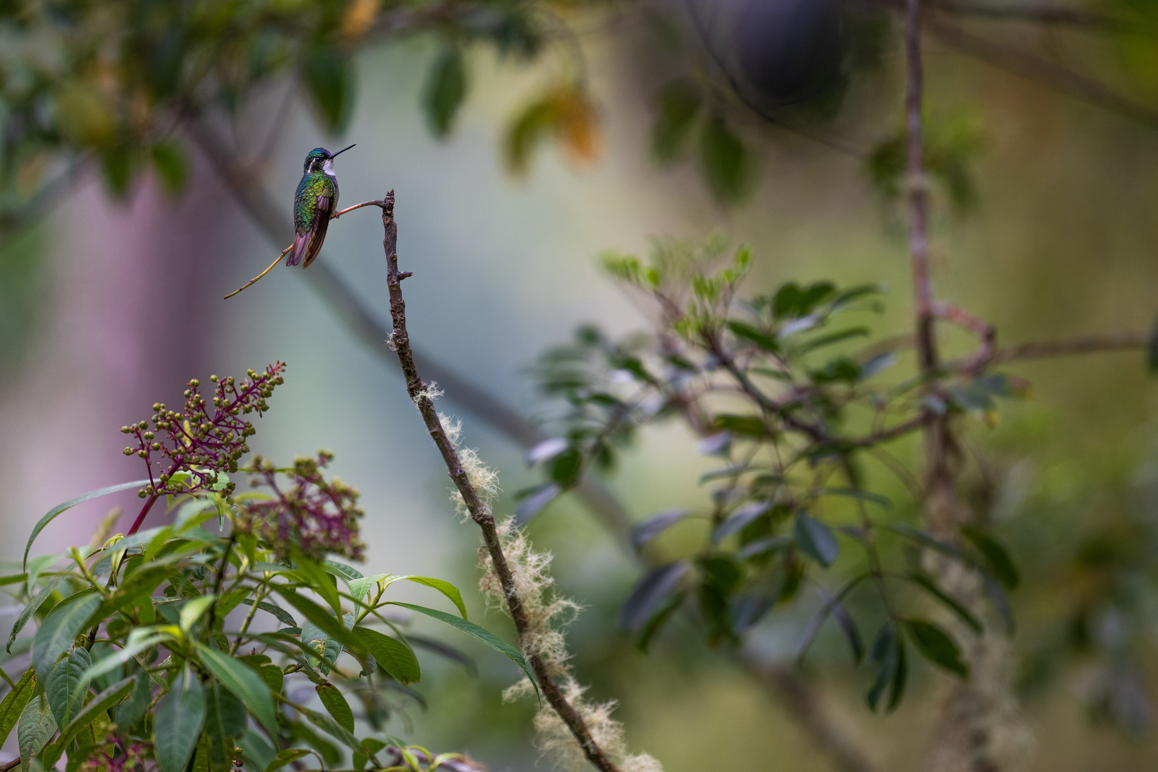 White-throated Mountain Gem