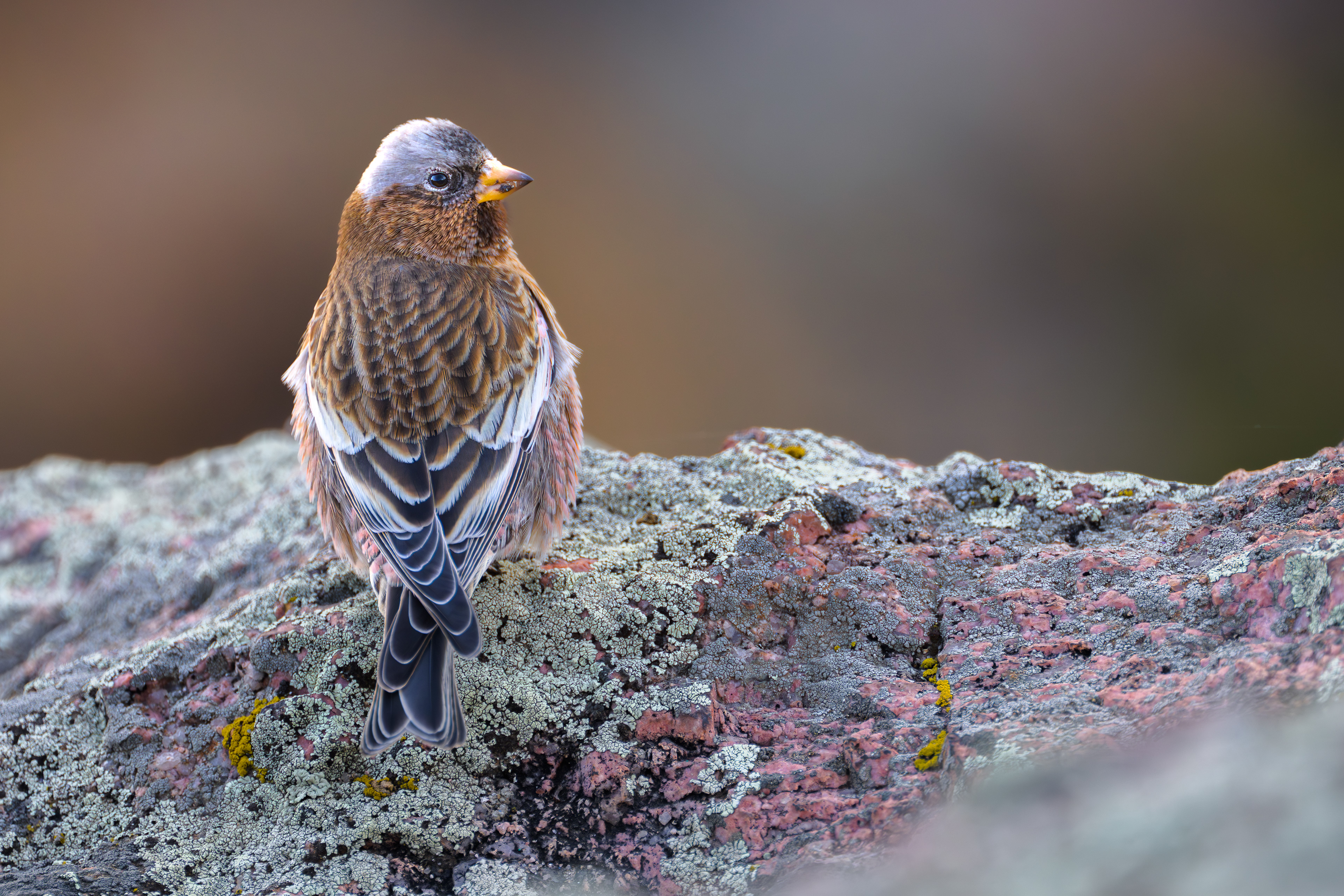 Gray-crowned Rosy Finch