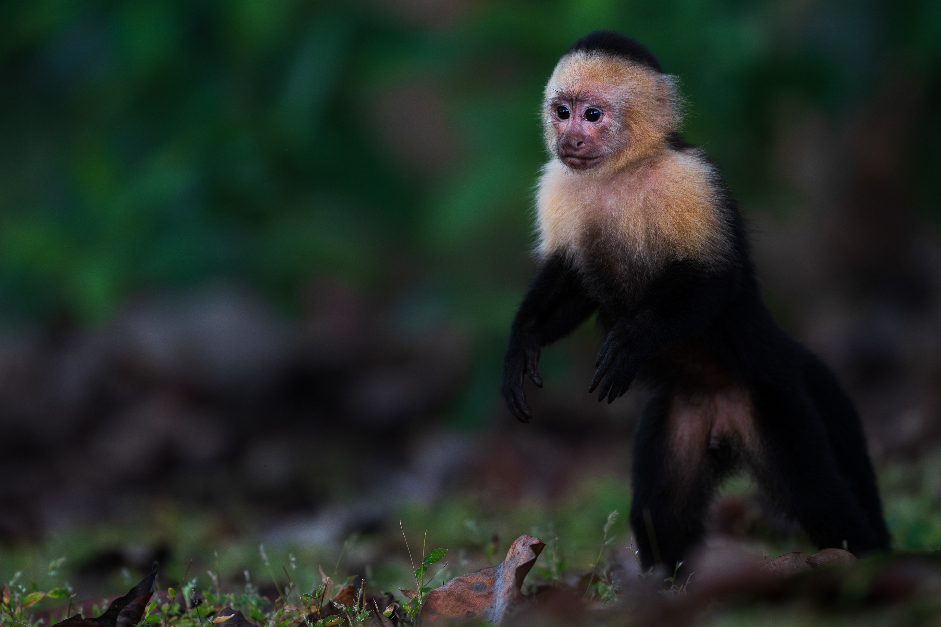 Central American White-faced Capuchin