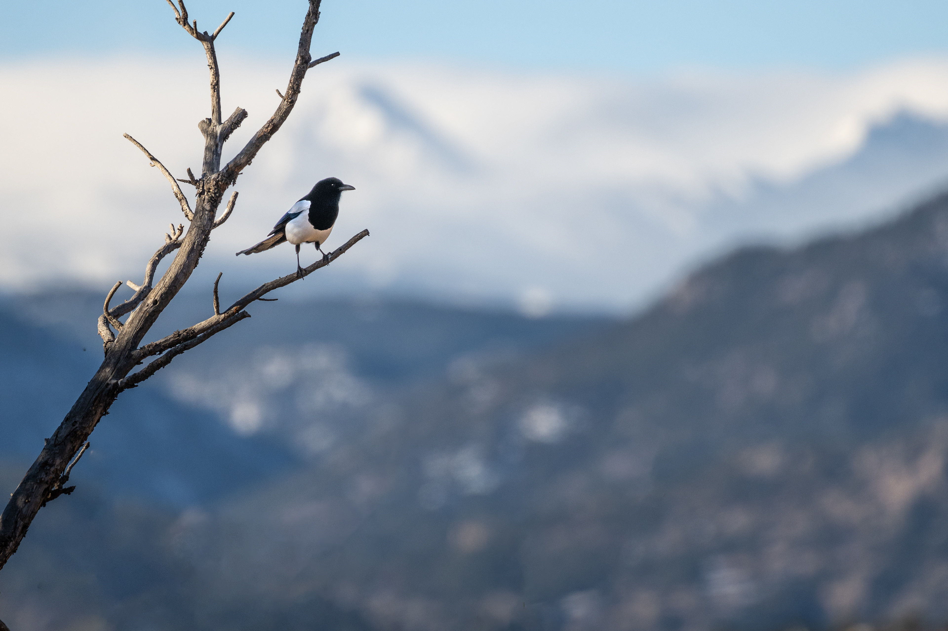 Black-billed Magpie