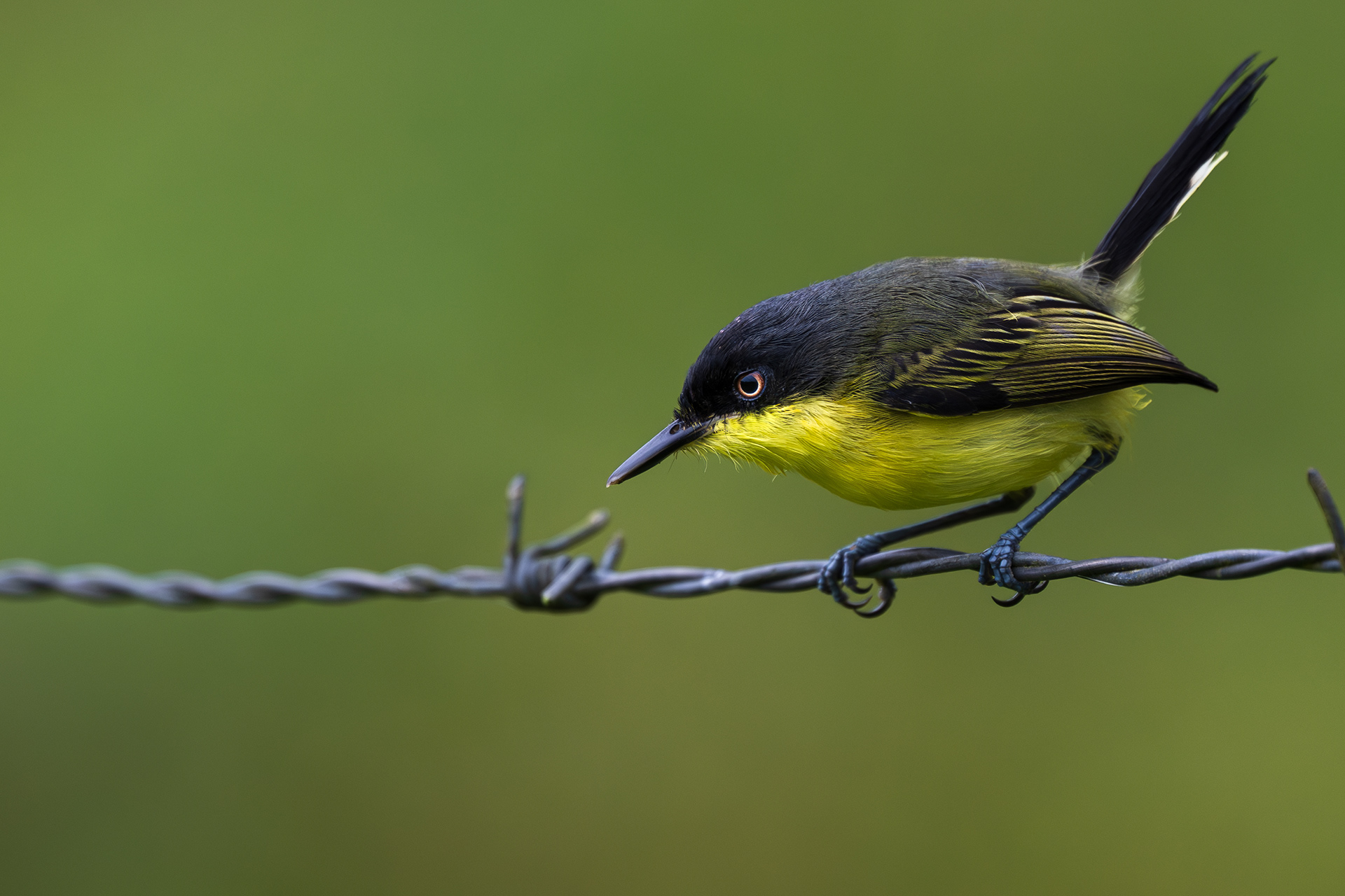 Common Tody Flycatcher