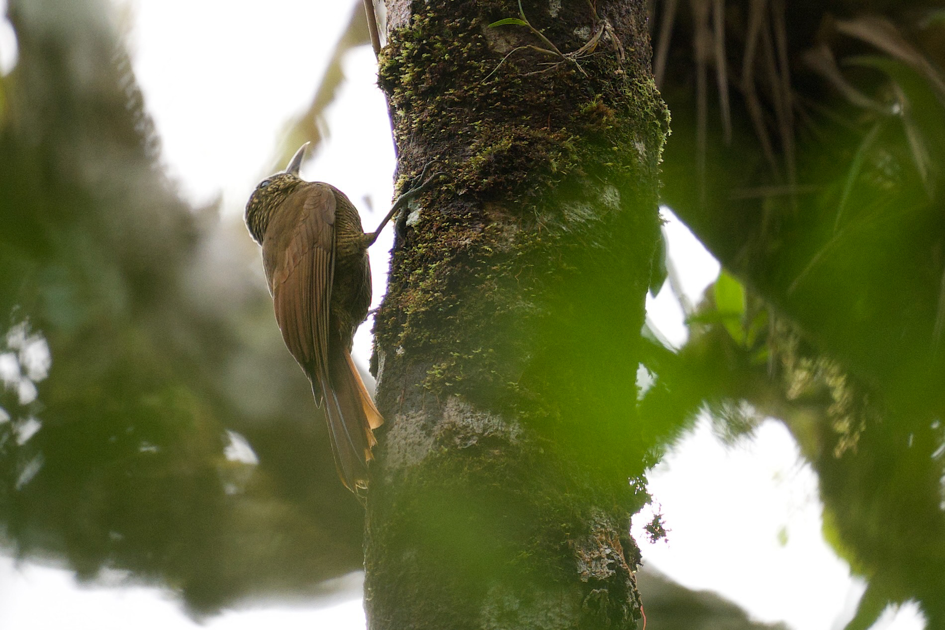 Black-banded Woodcreeper