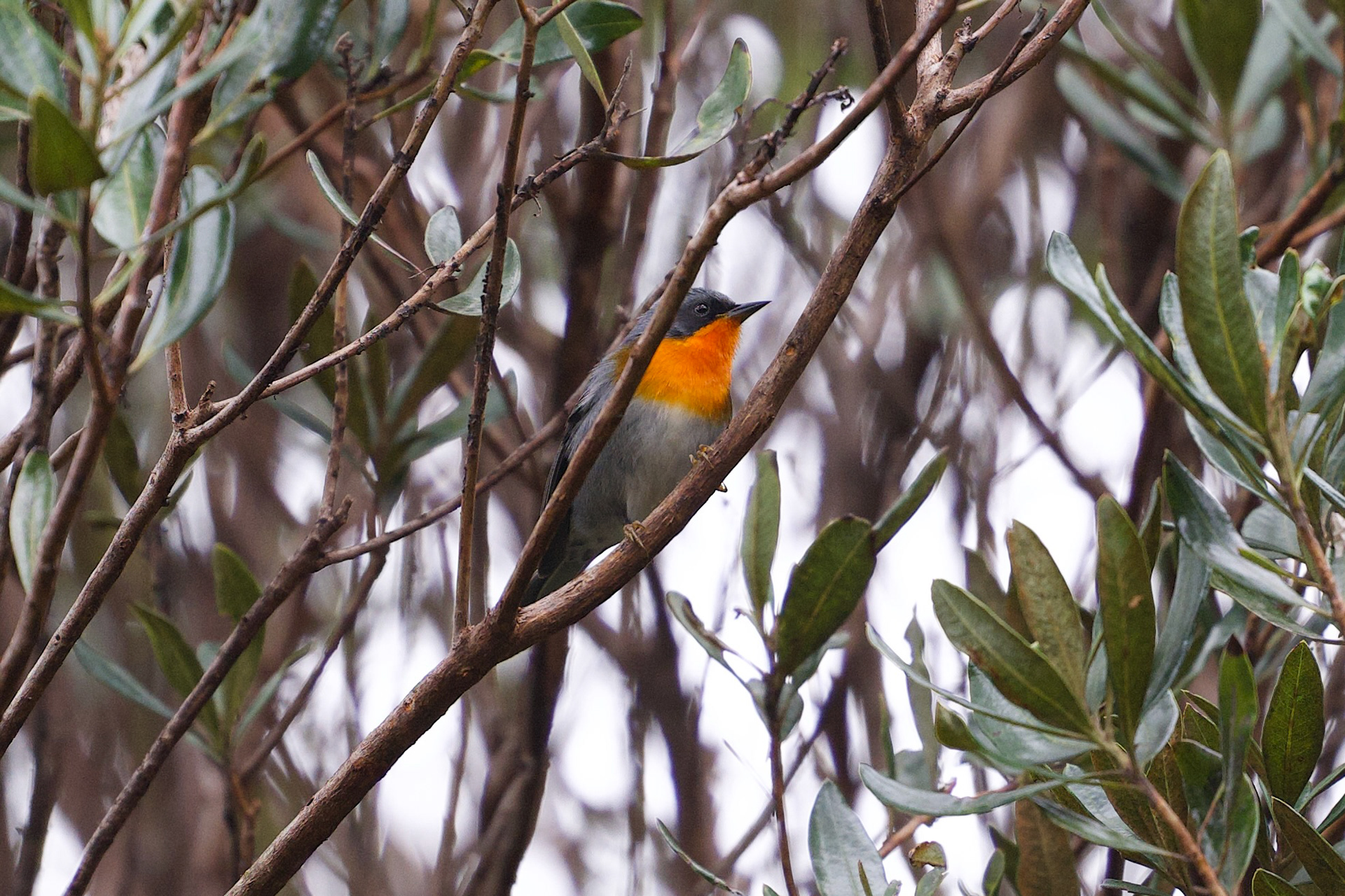 Flame-throated Warbler