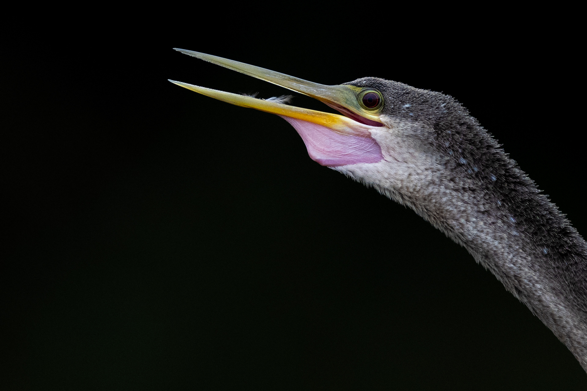 Anhinga