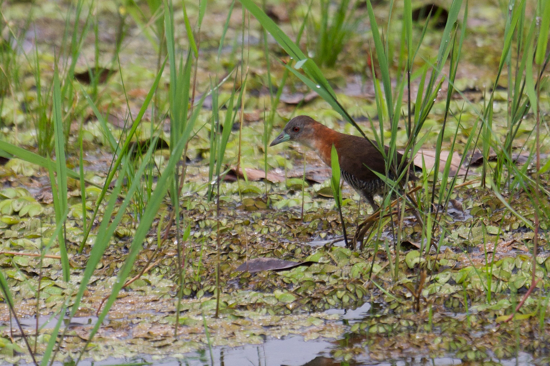 White-throated Crake