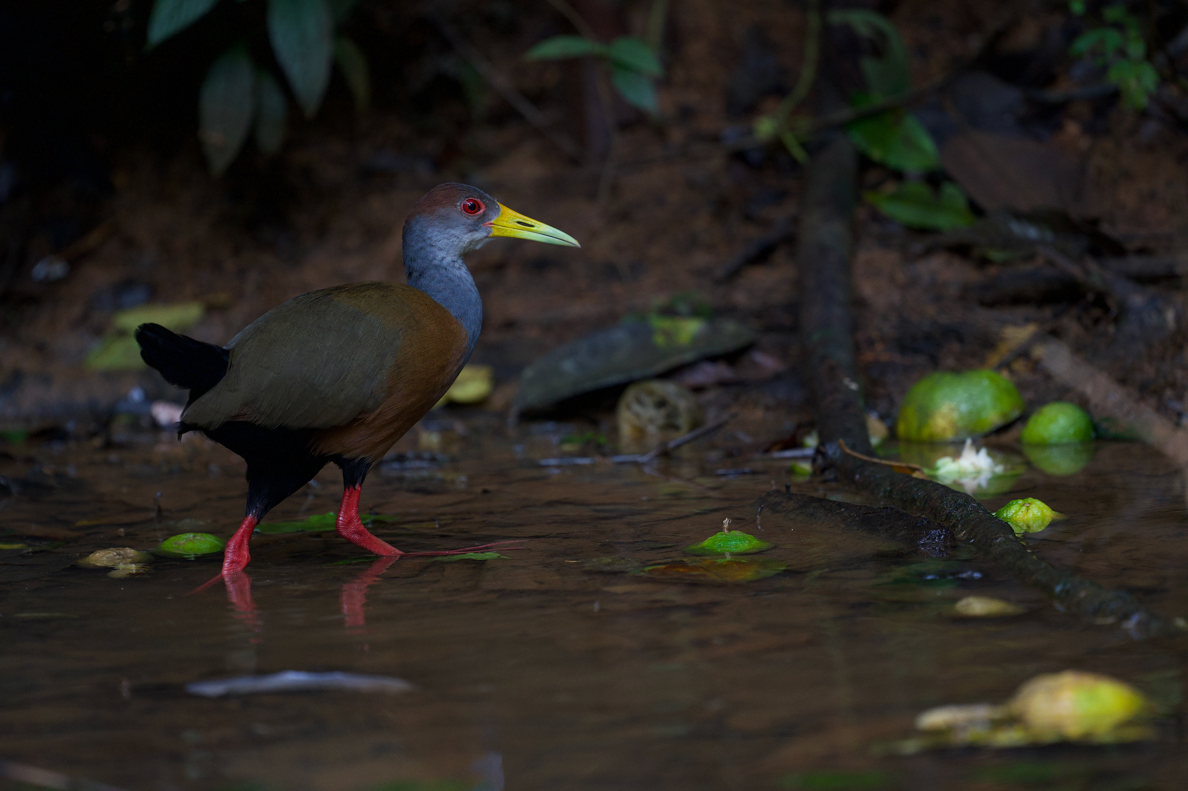 Russet-naped Wood Rail