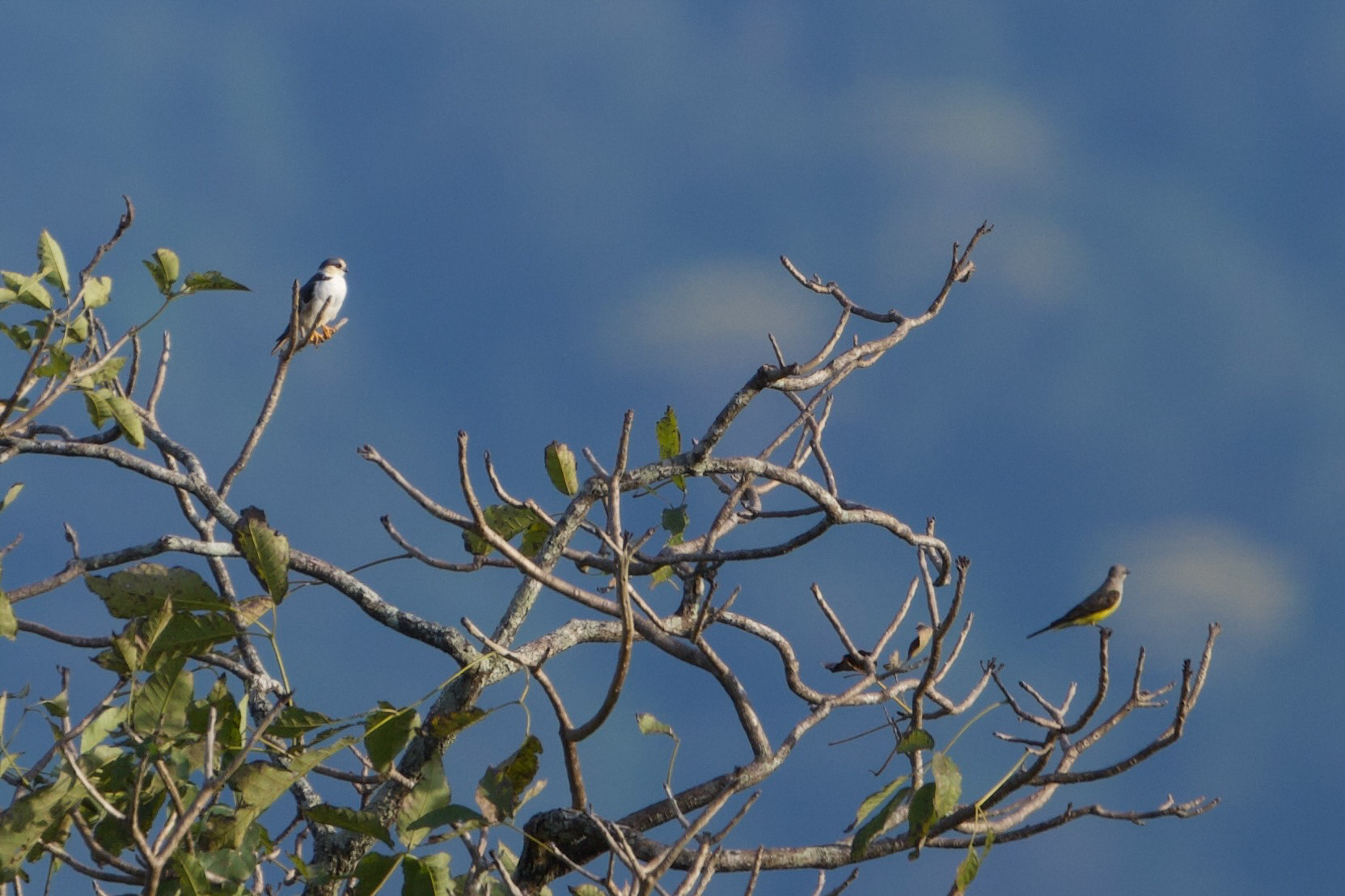 Pearl Kite and Tropical Kingbird