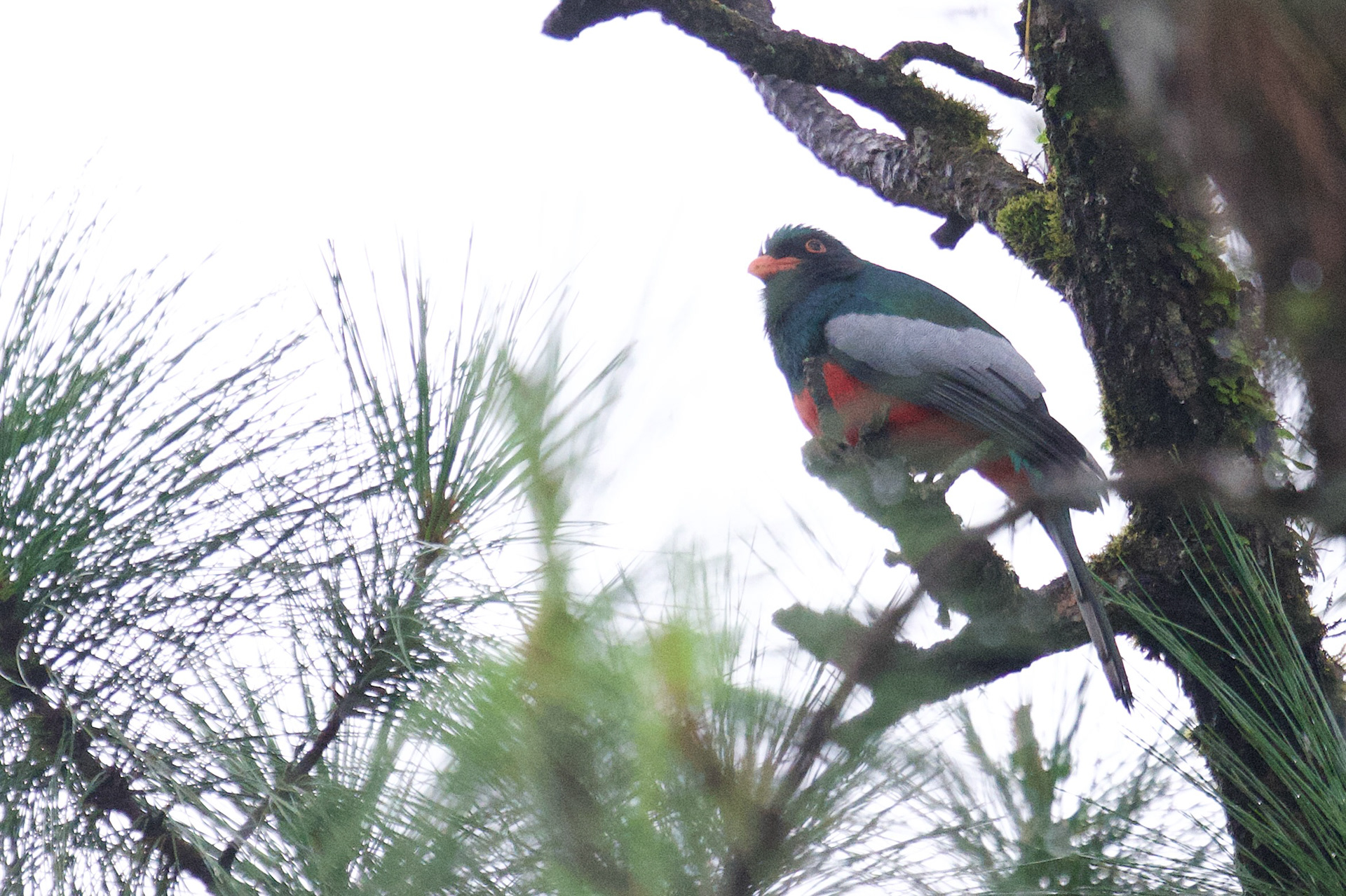 Slaty-tailed Trogon
