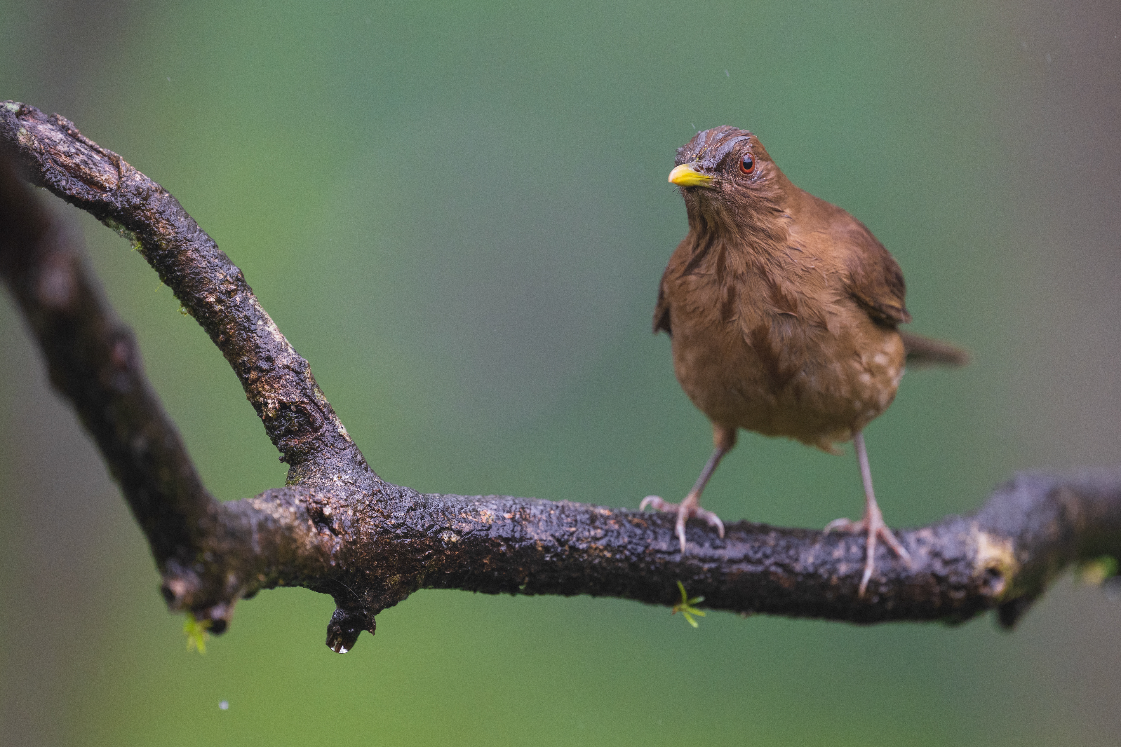 Clay-colored Thrush