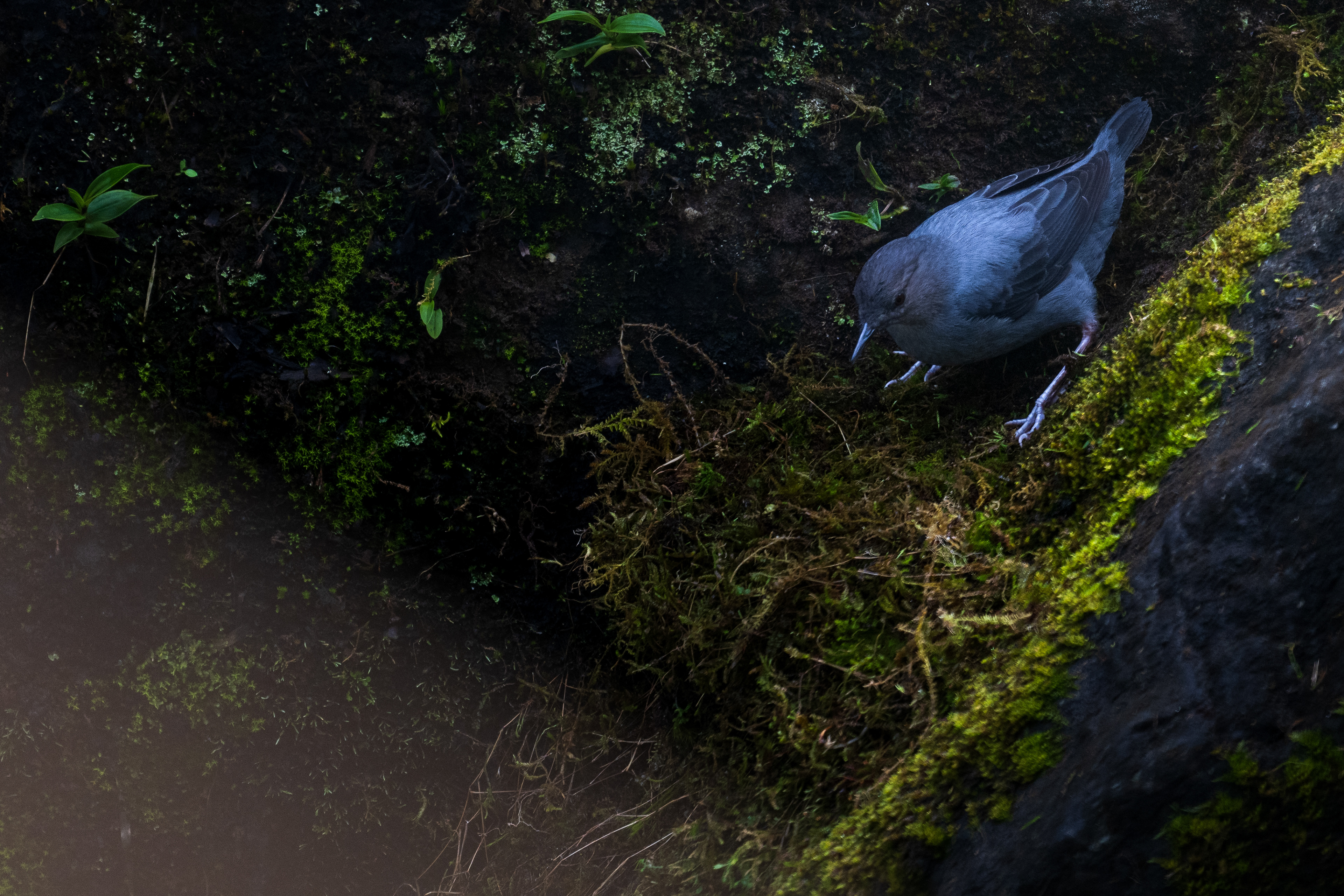 American Dipper