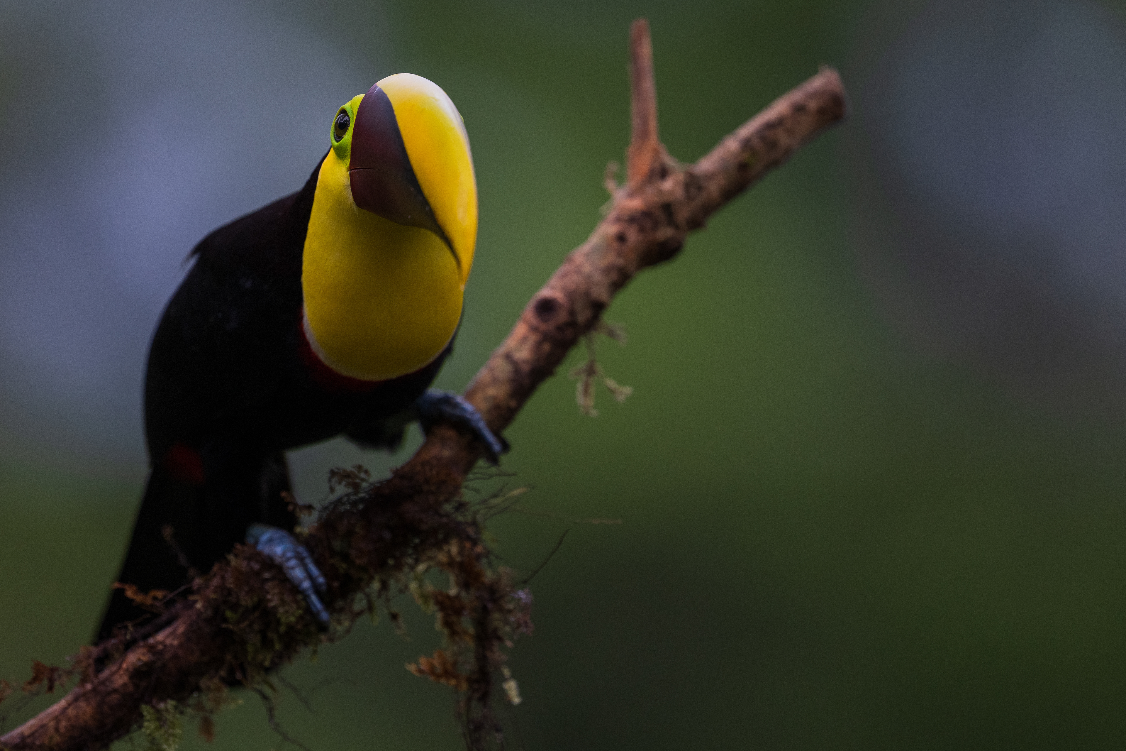 Yellow-throated Toucan