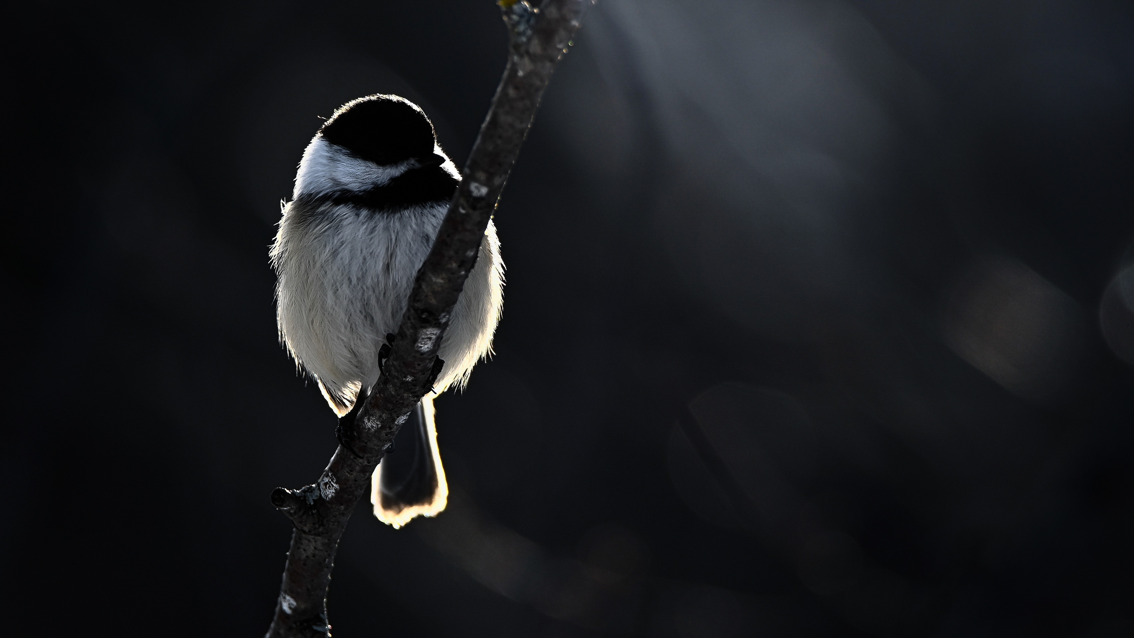 Black-capped Chickadee