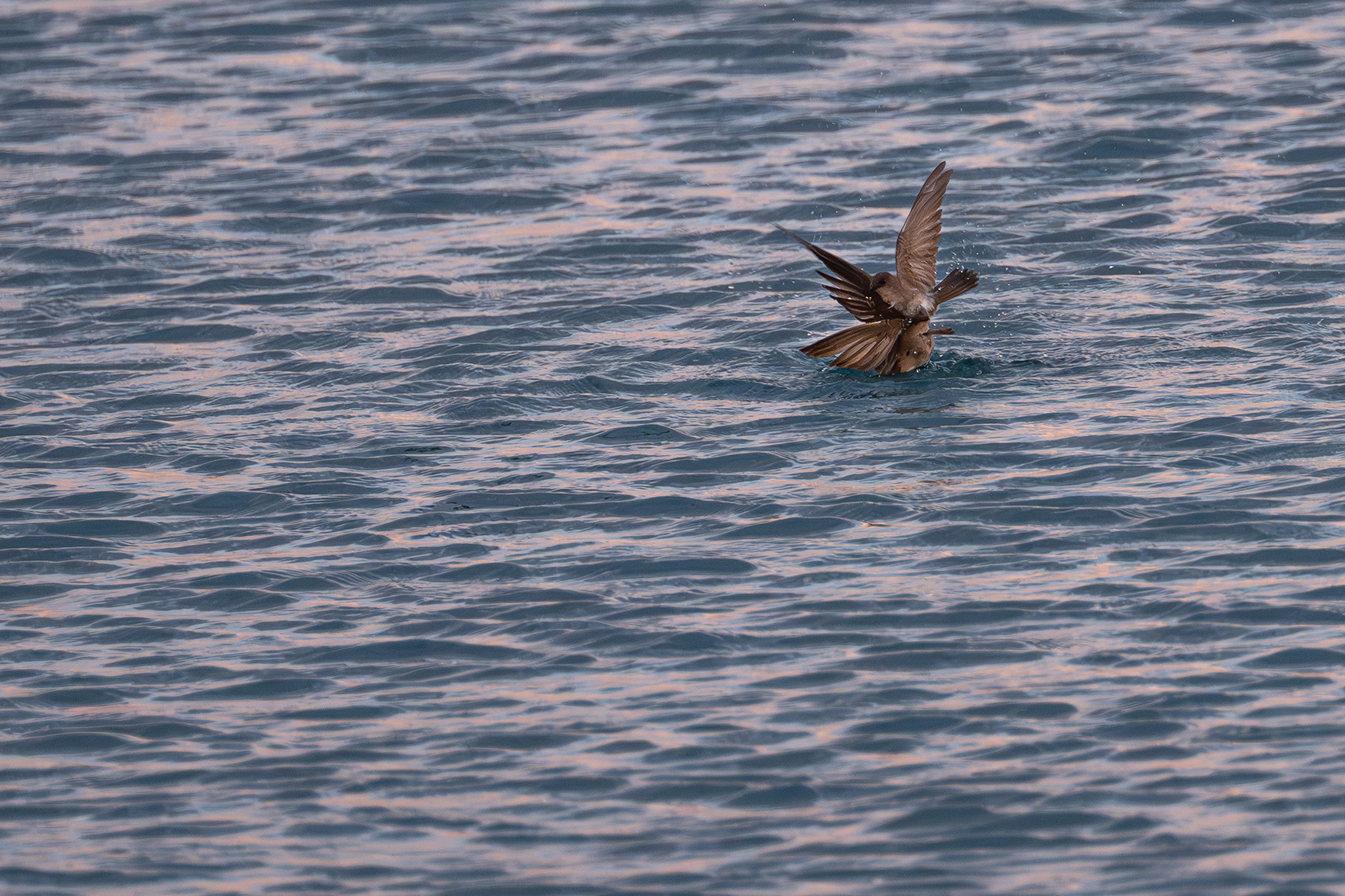 Northern Rough-winged Swallow