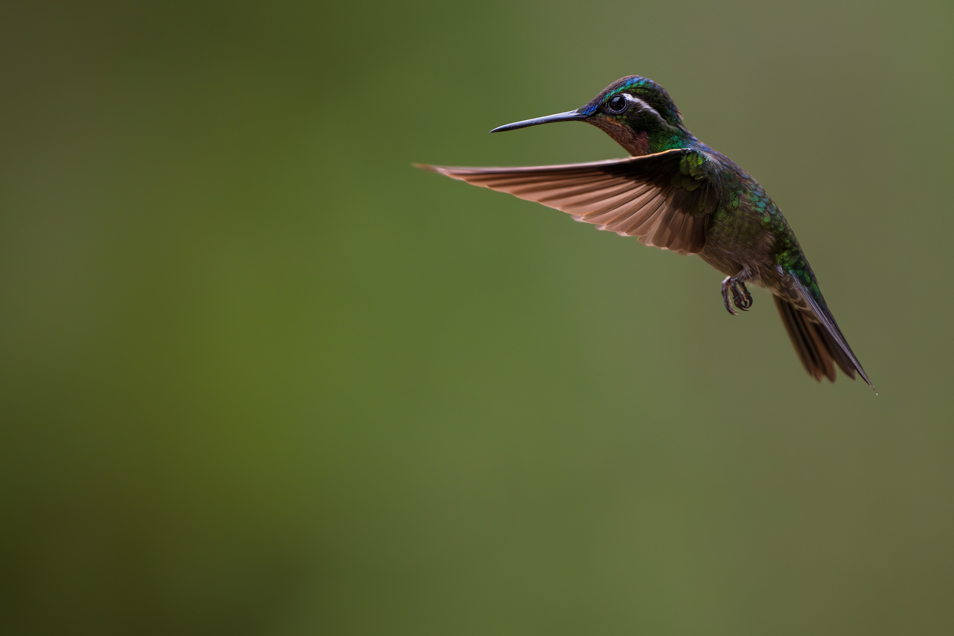 Purple Throated Mountain Gem