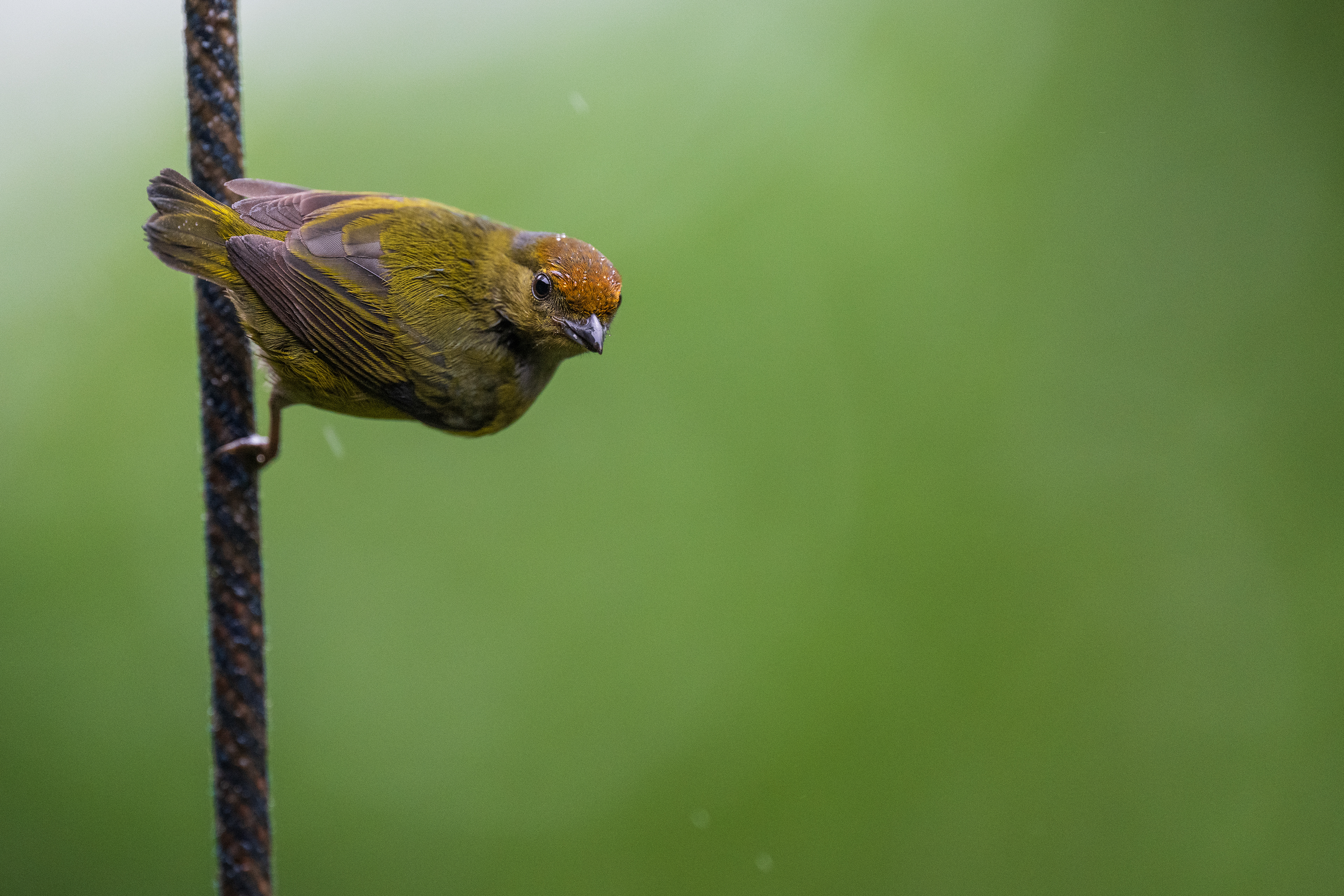Tawny-capped Euphonia