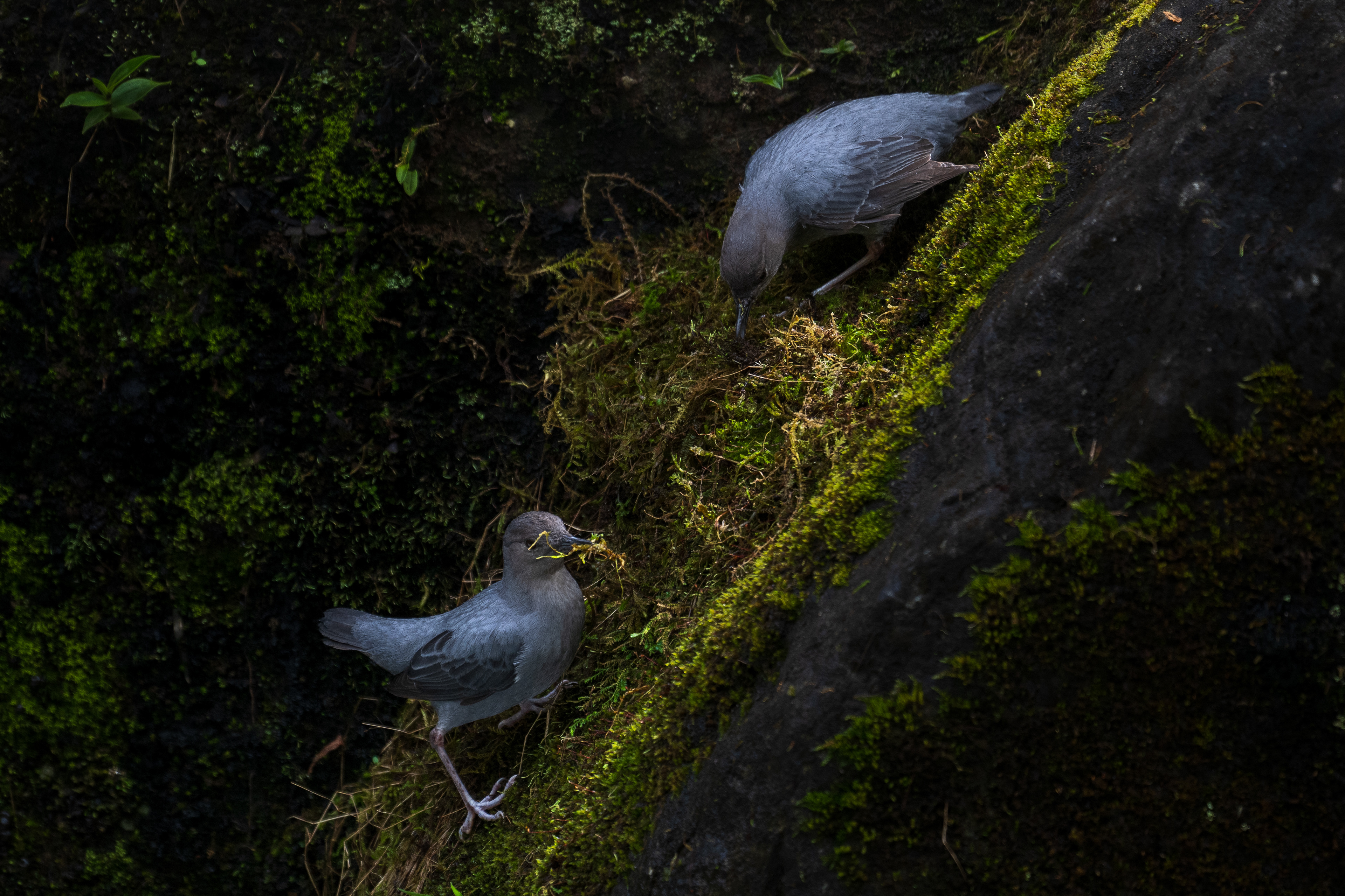 American Dipper