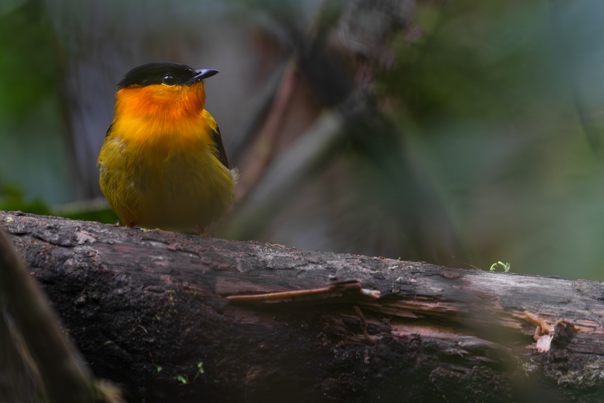 Orange-breasted Manakin