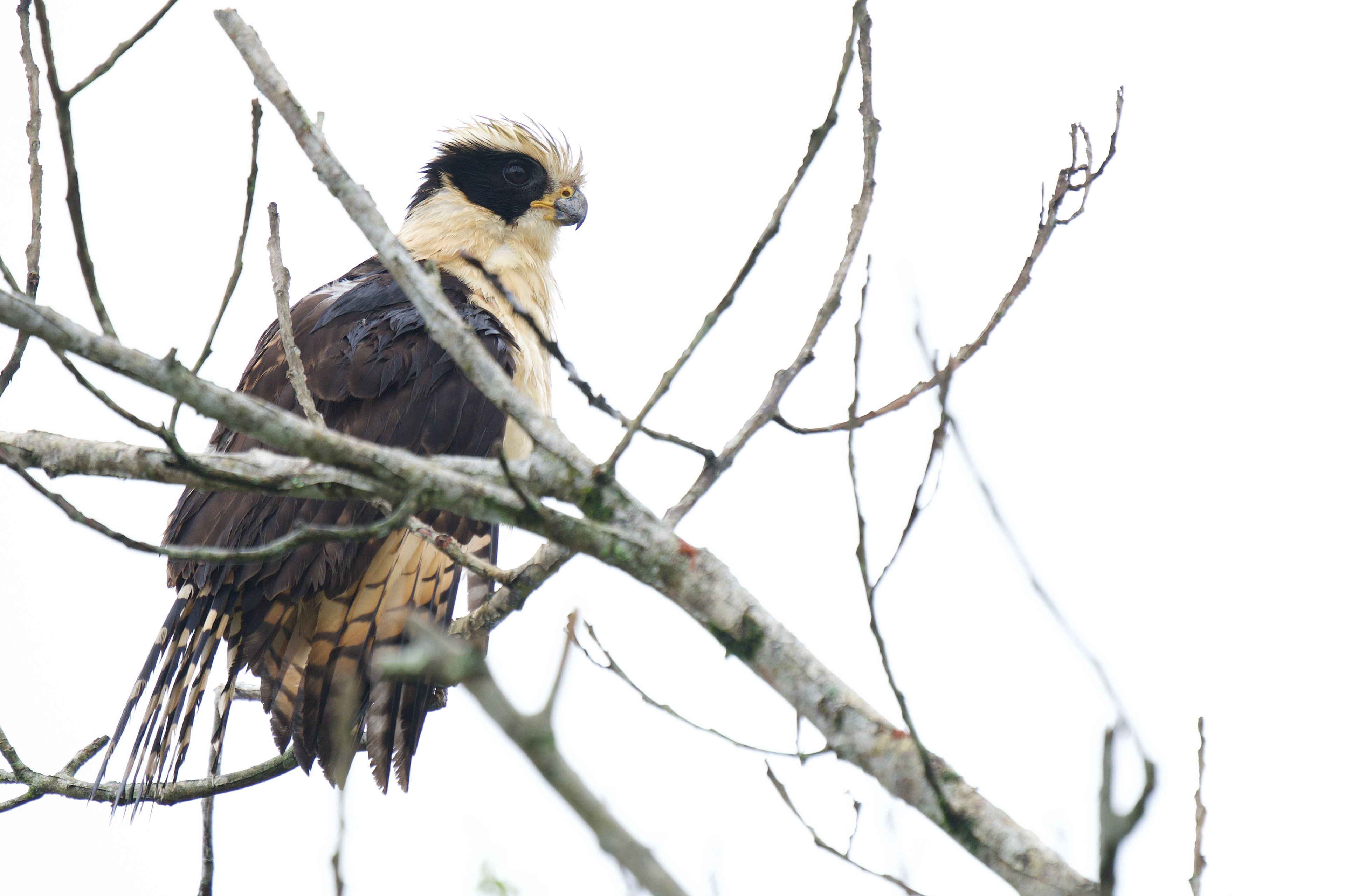 Laughing Falcon