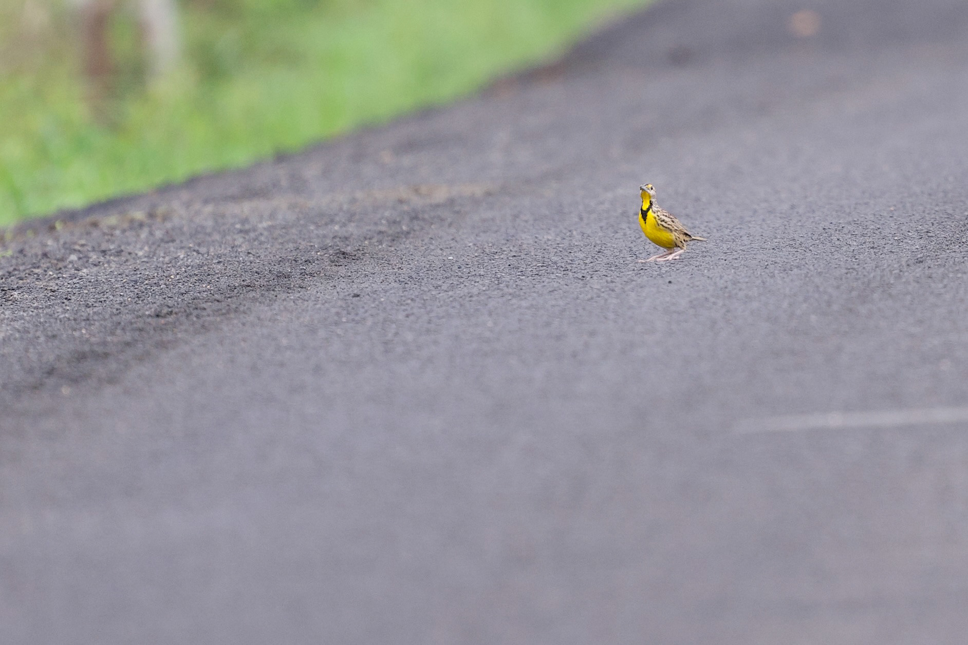 Eastern Meadowlark