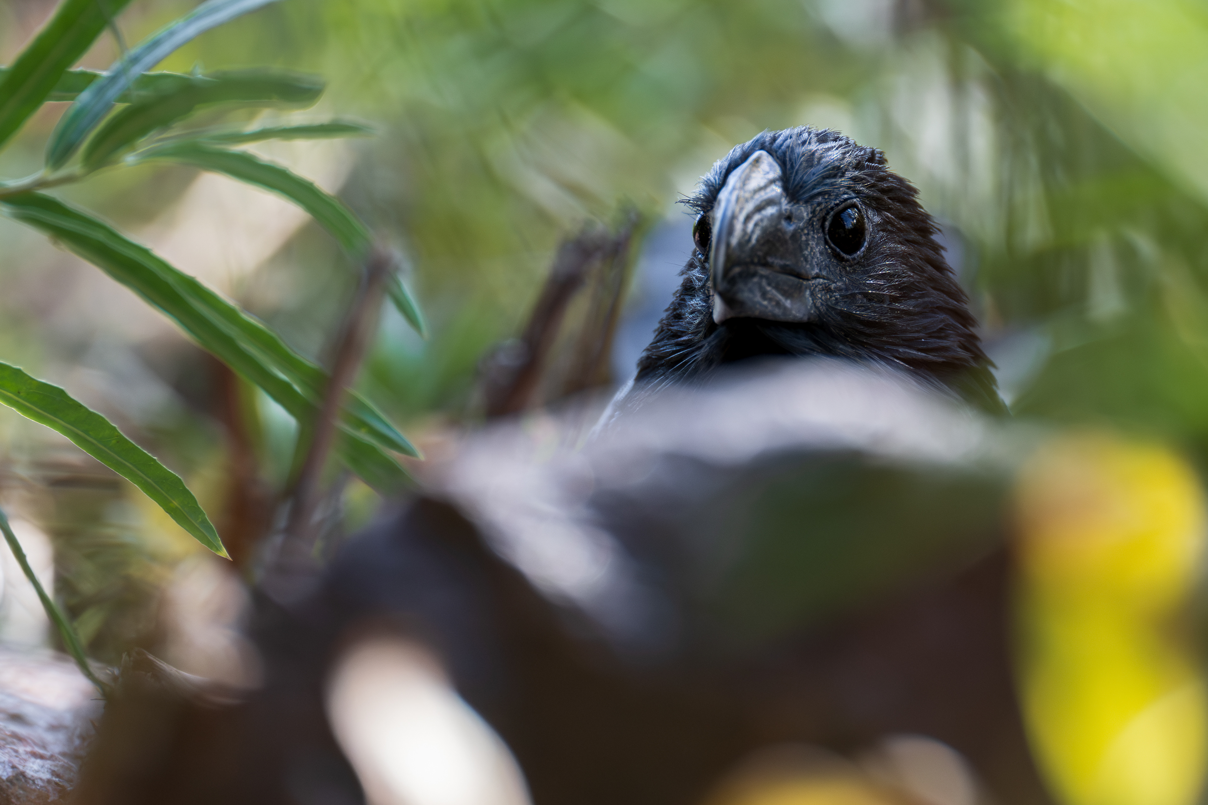 Groove-billed Ani