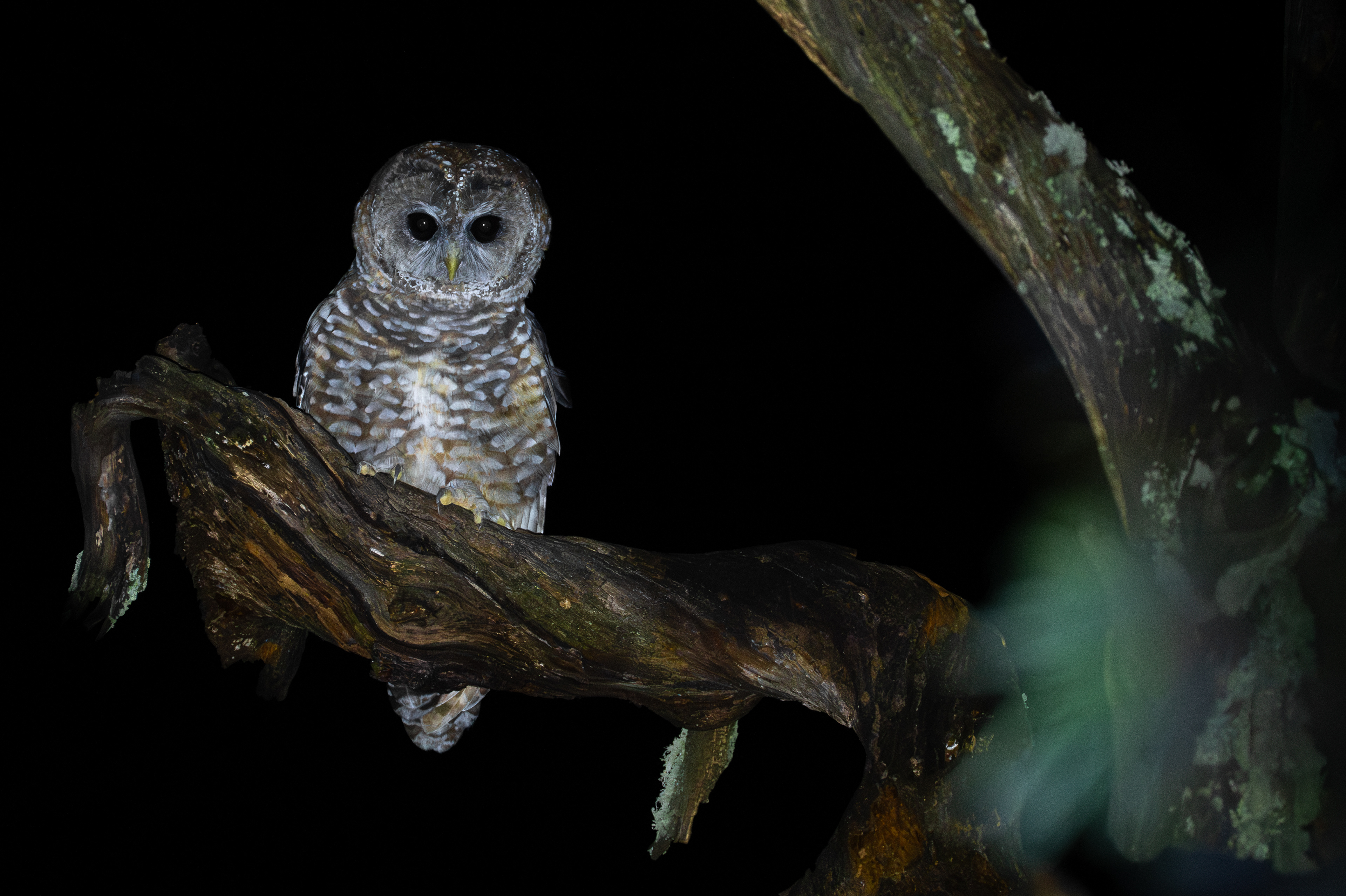 Spotted Owl