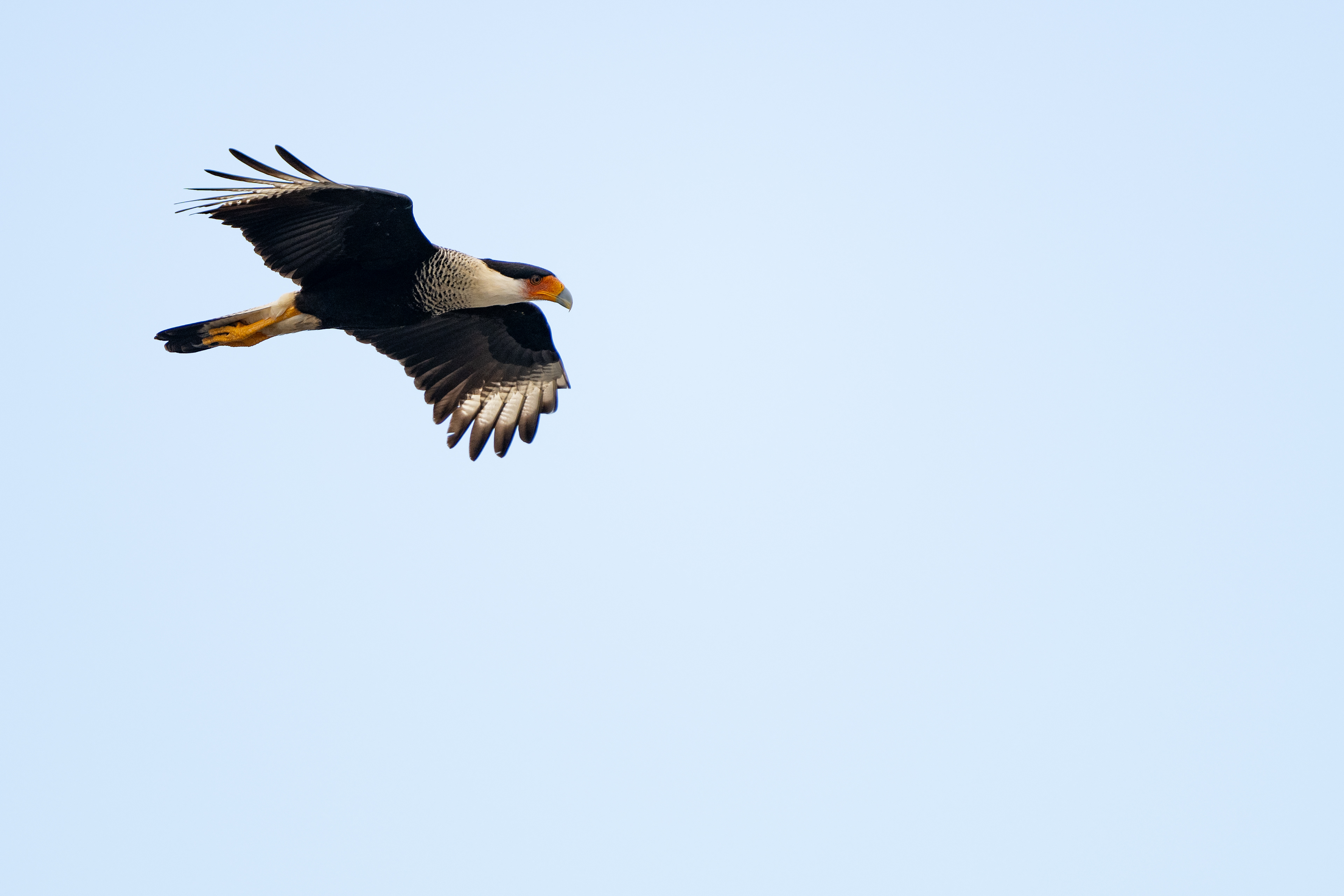 Crested Caracara
