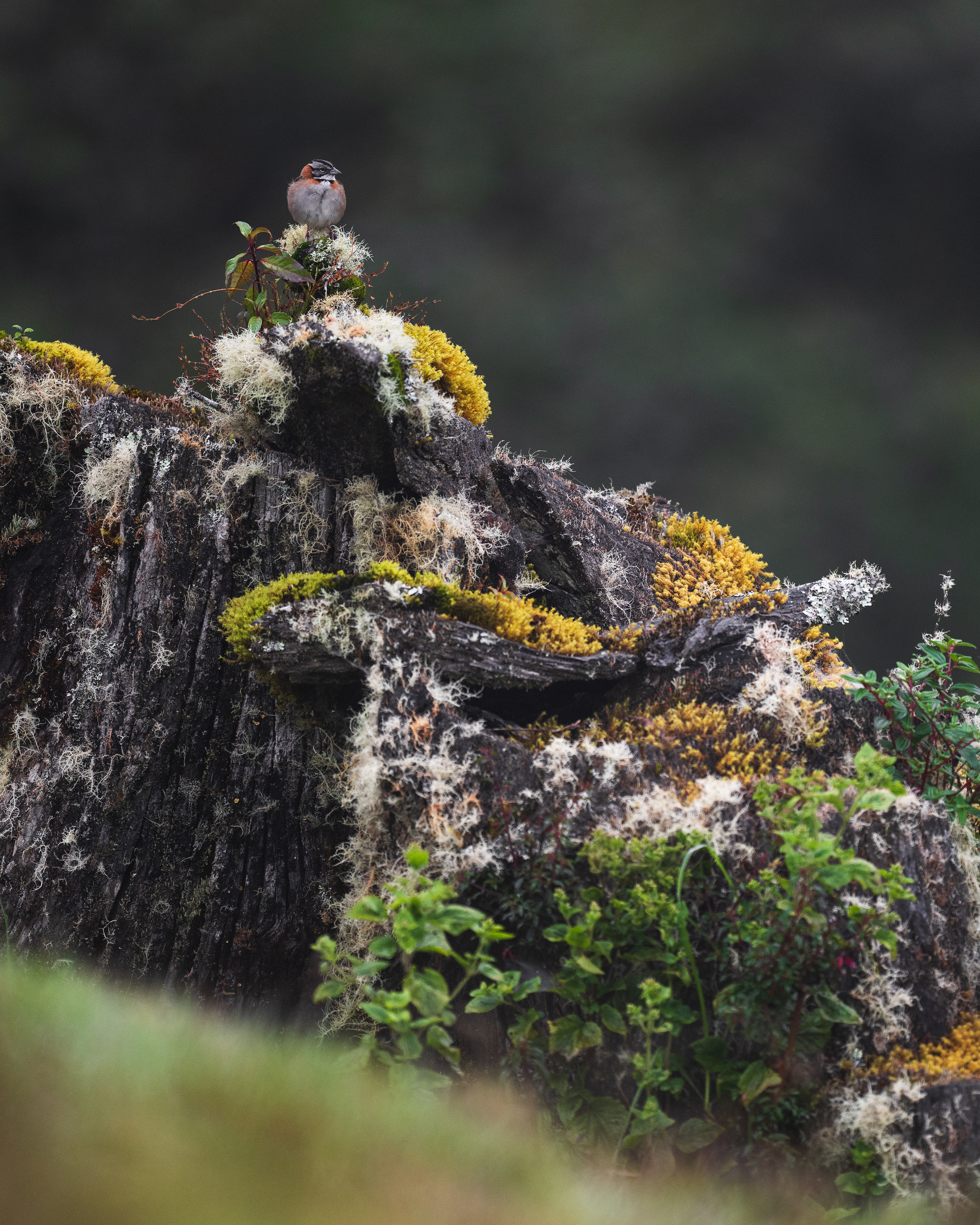 Rufous-collared Sparrow