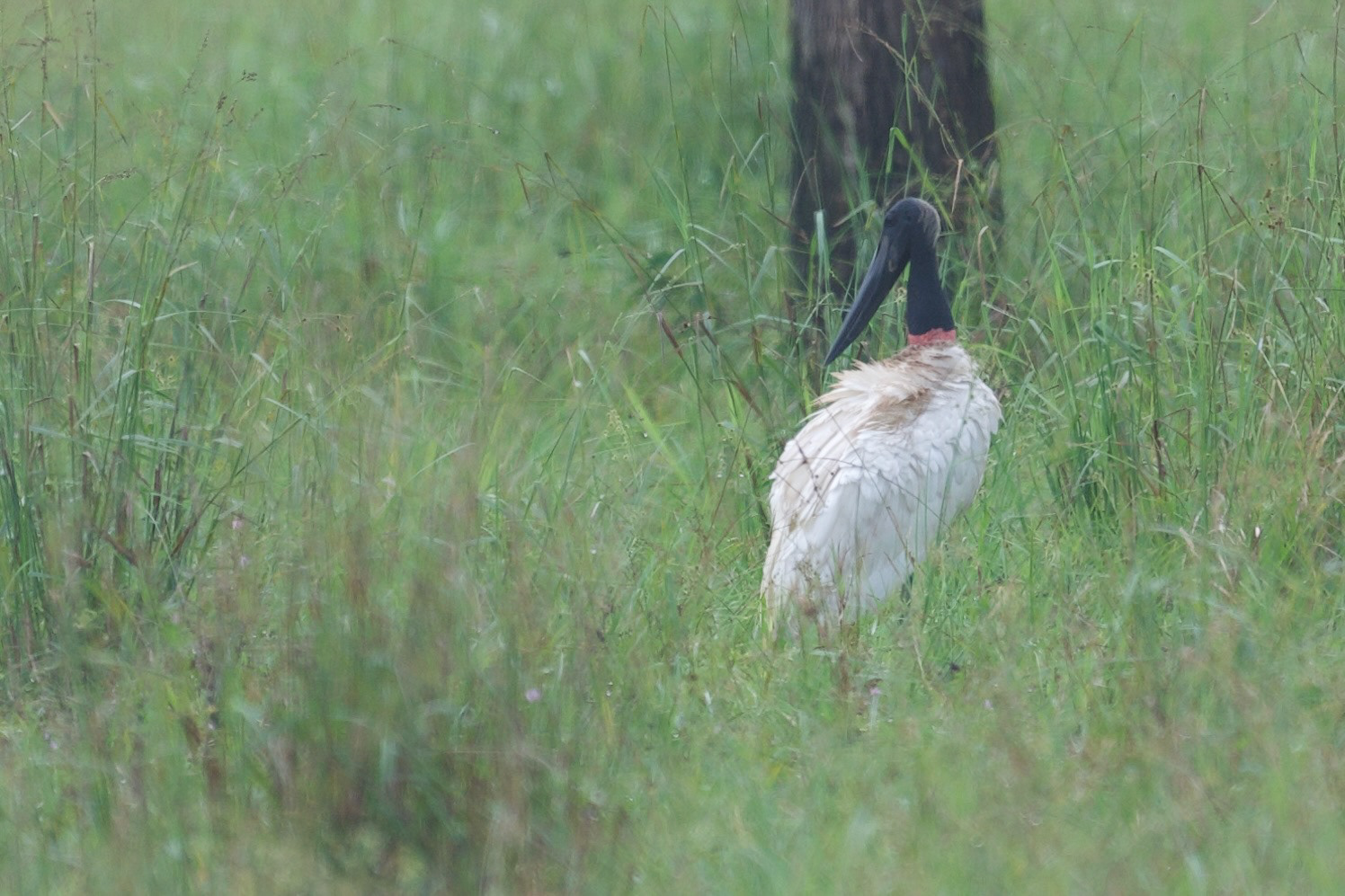 Jabiru