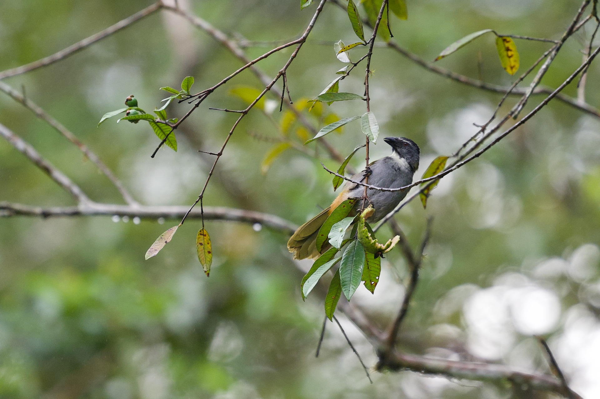 Black-headed Saltator