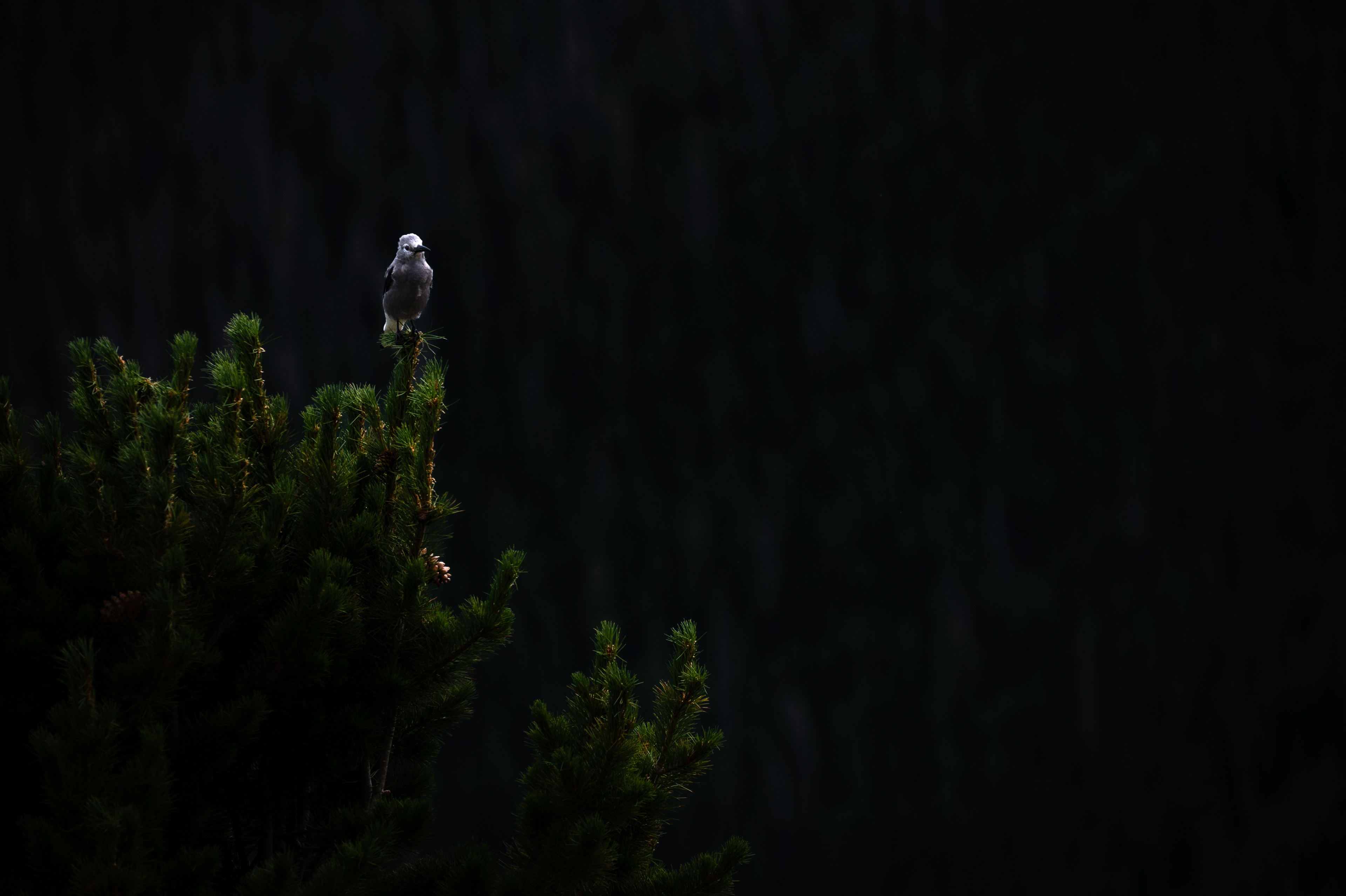 Clark's Nutcracker