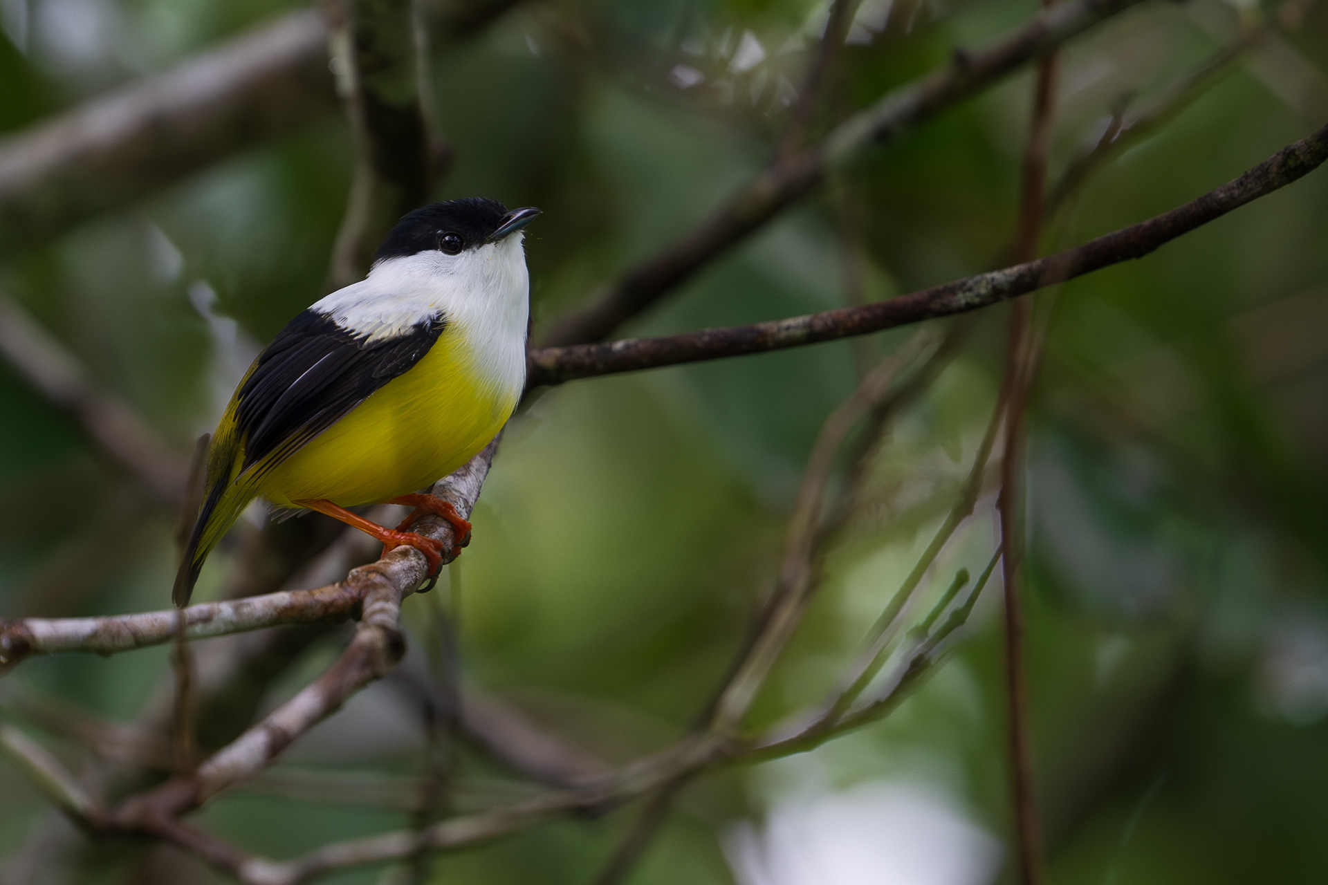 White-collared Manakin