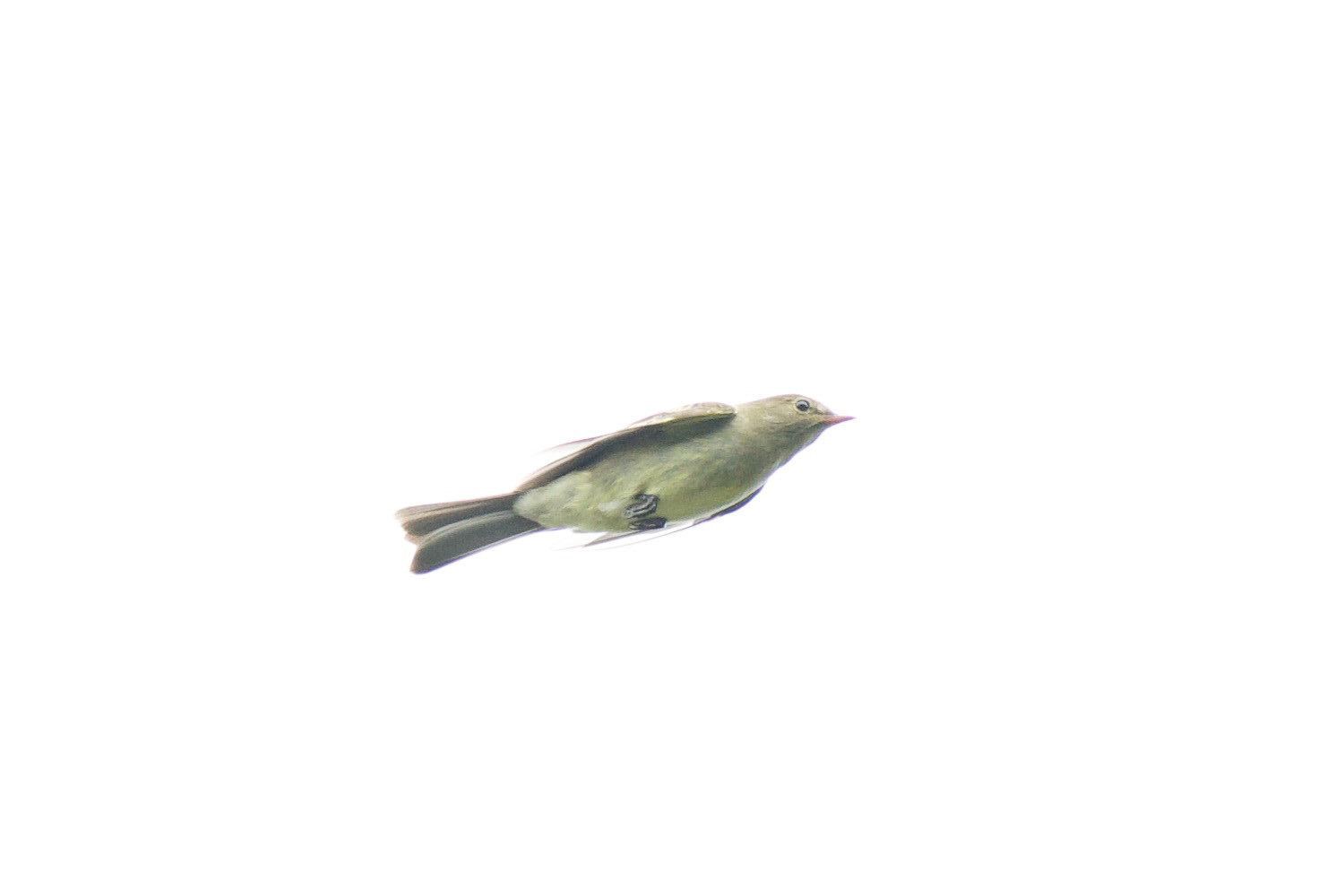 Mountain Elaenia