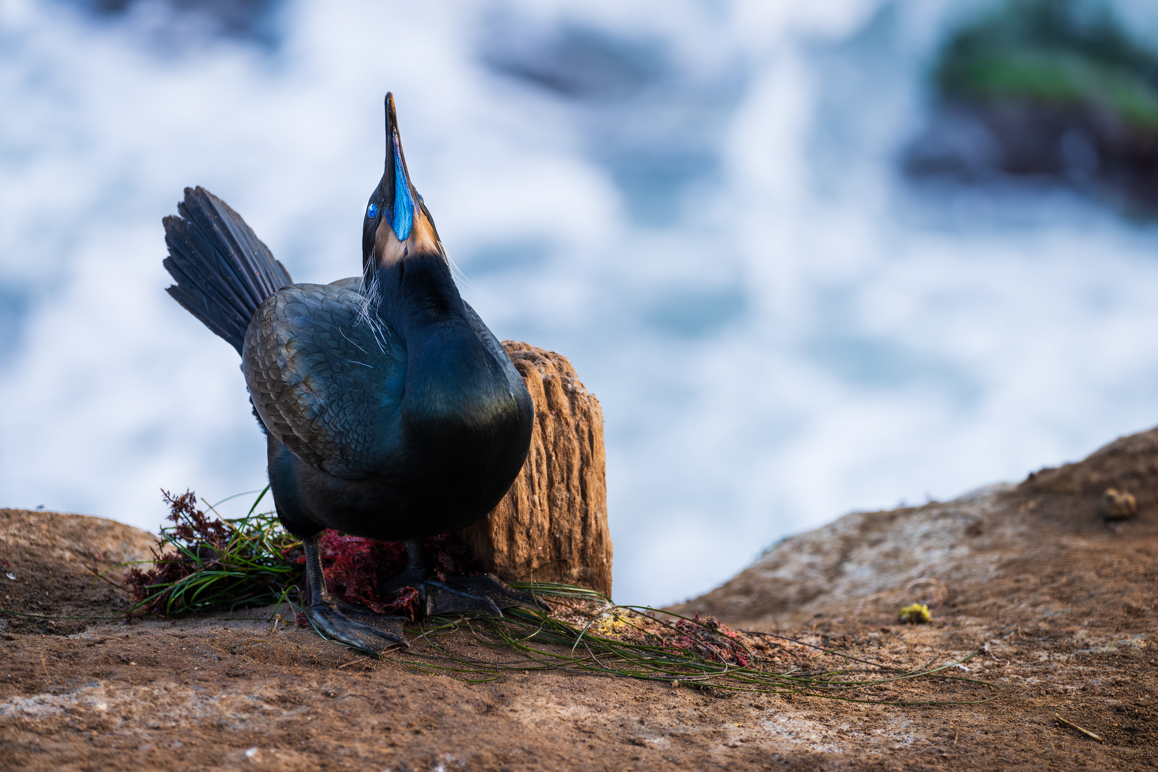 Brandt's Cormorant