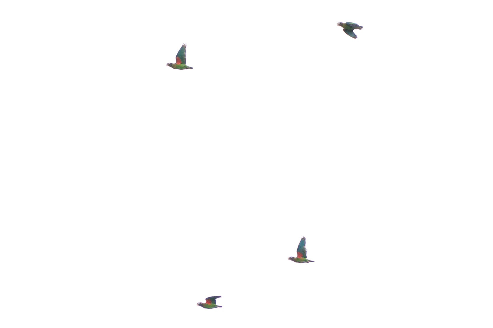 Brown-hooded Parrots