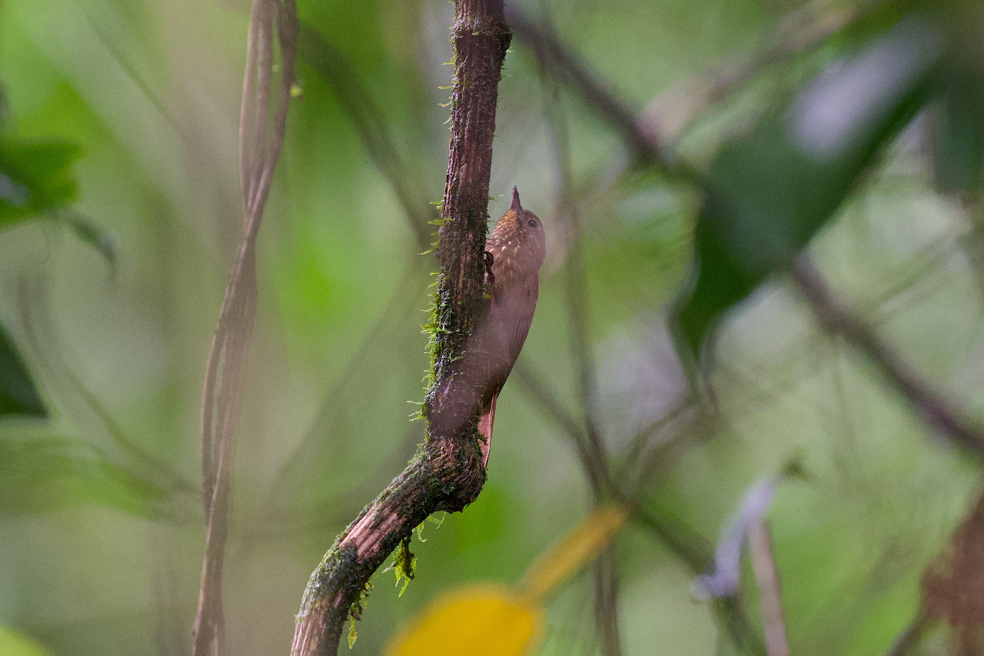 Wedge-billed Woodcreeper