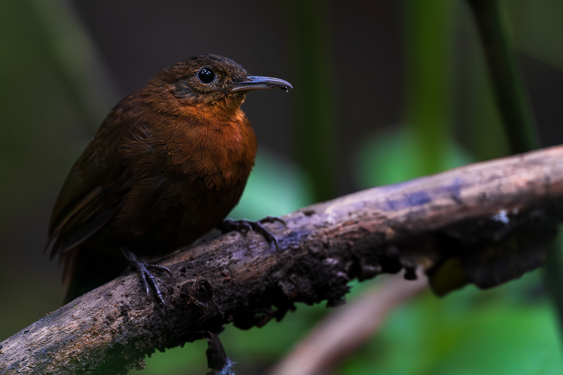 Middle American Leaftosser