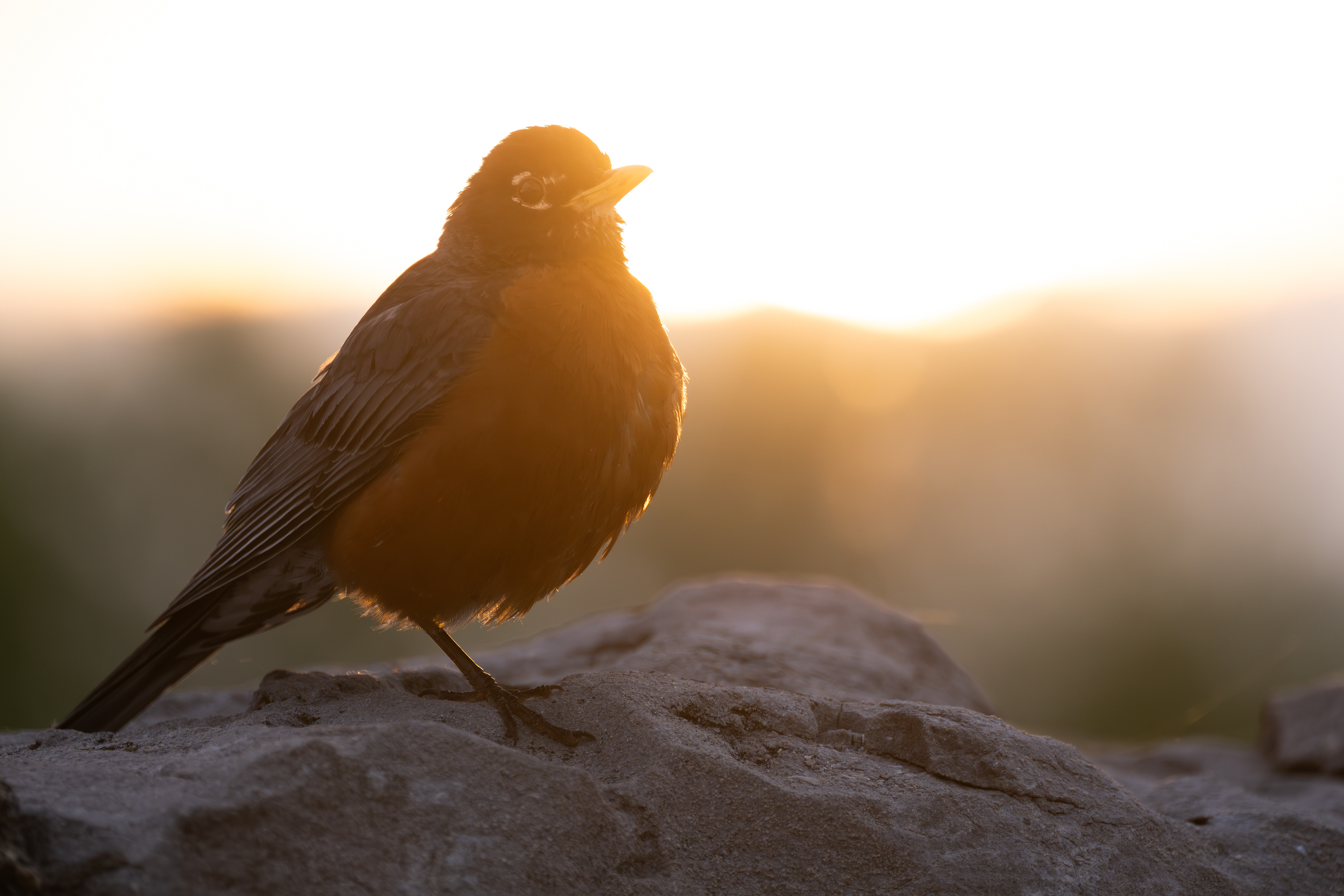 American Robin