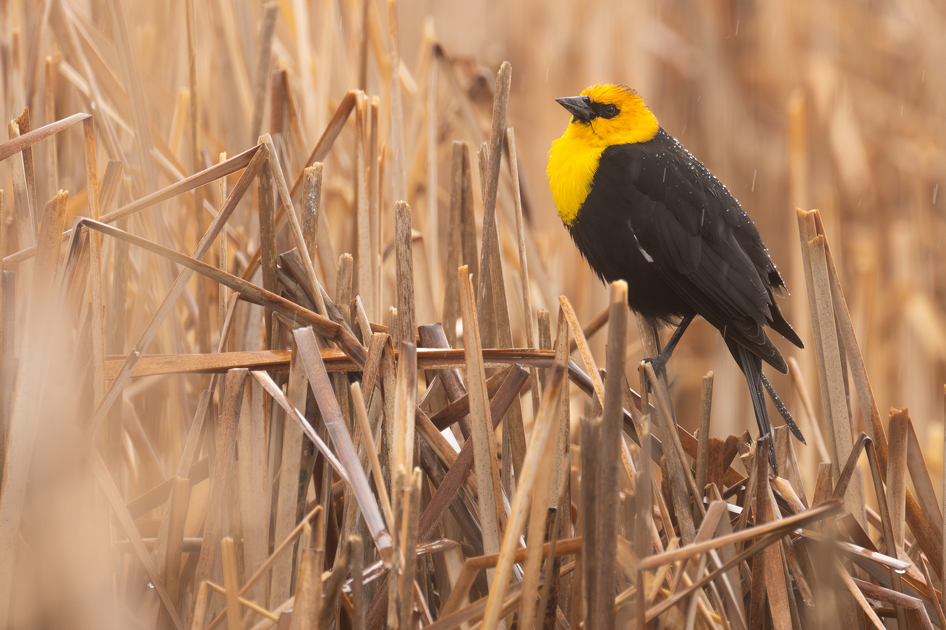 Yellow-headed Blackbird