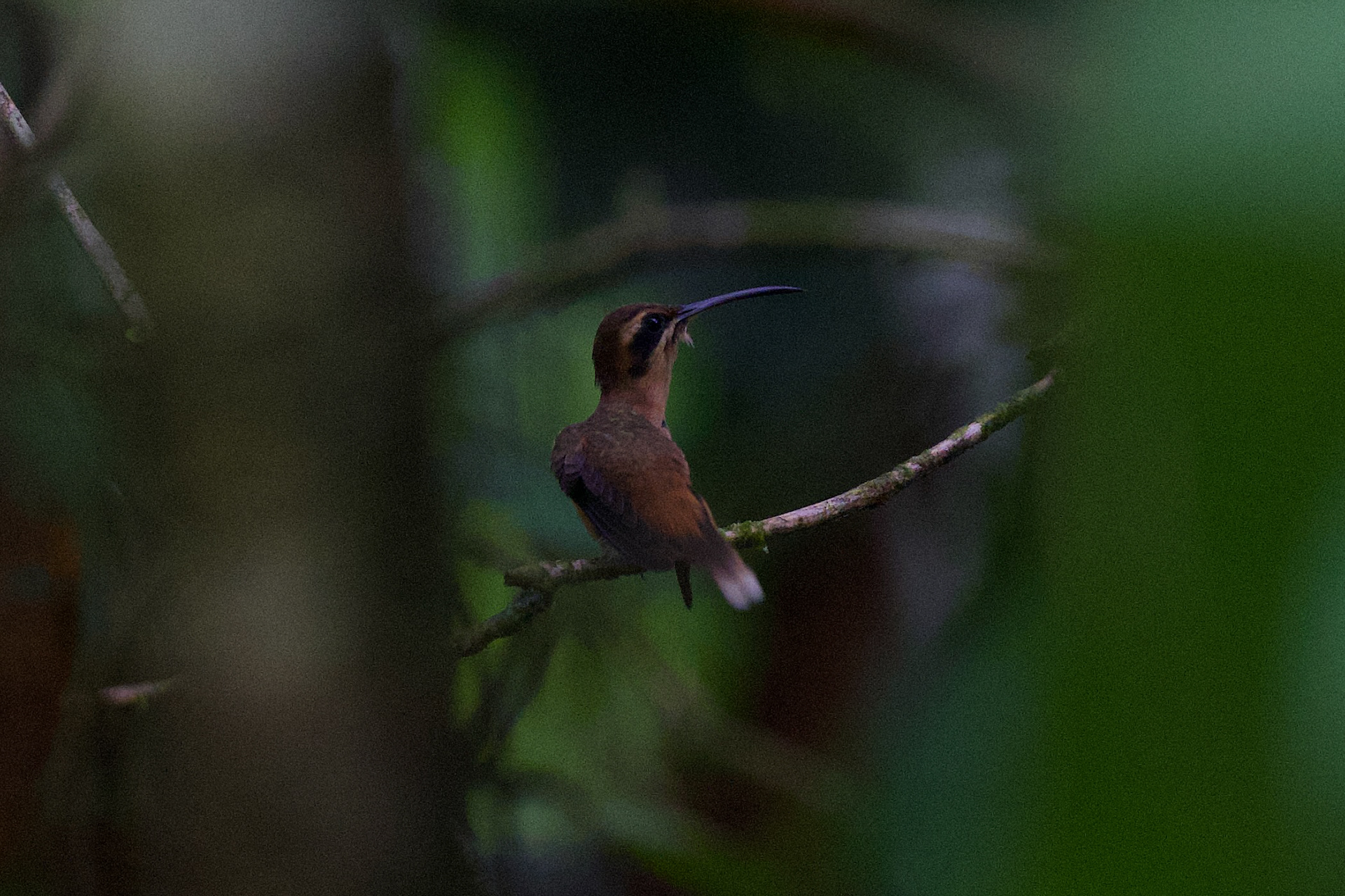 Stripe-throated Hermit
