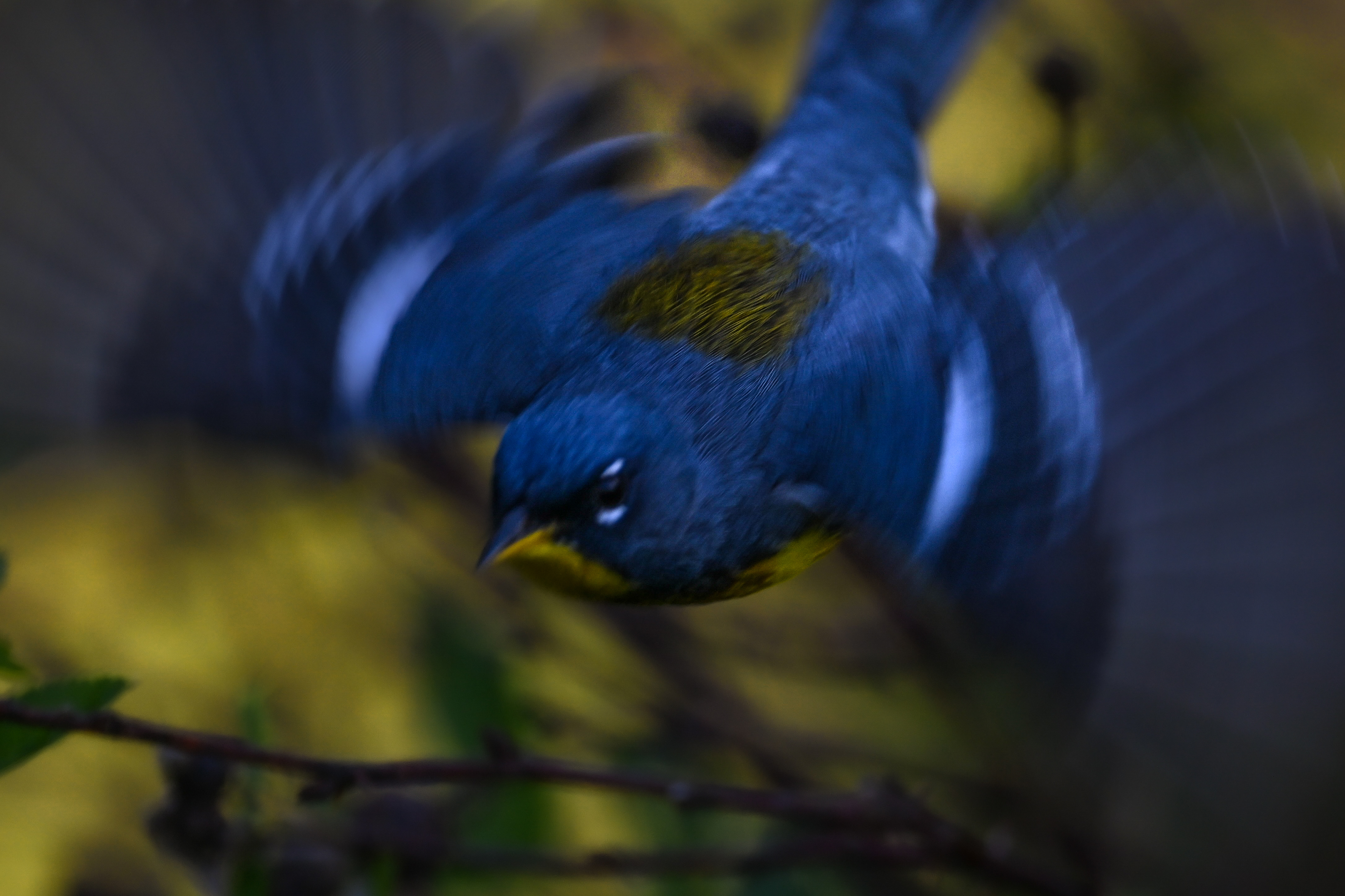 Northern Parula