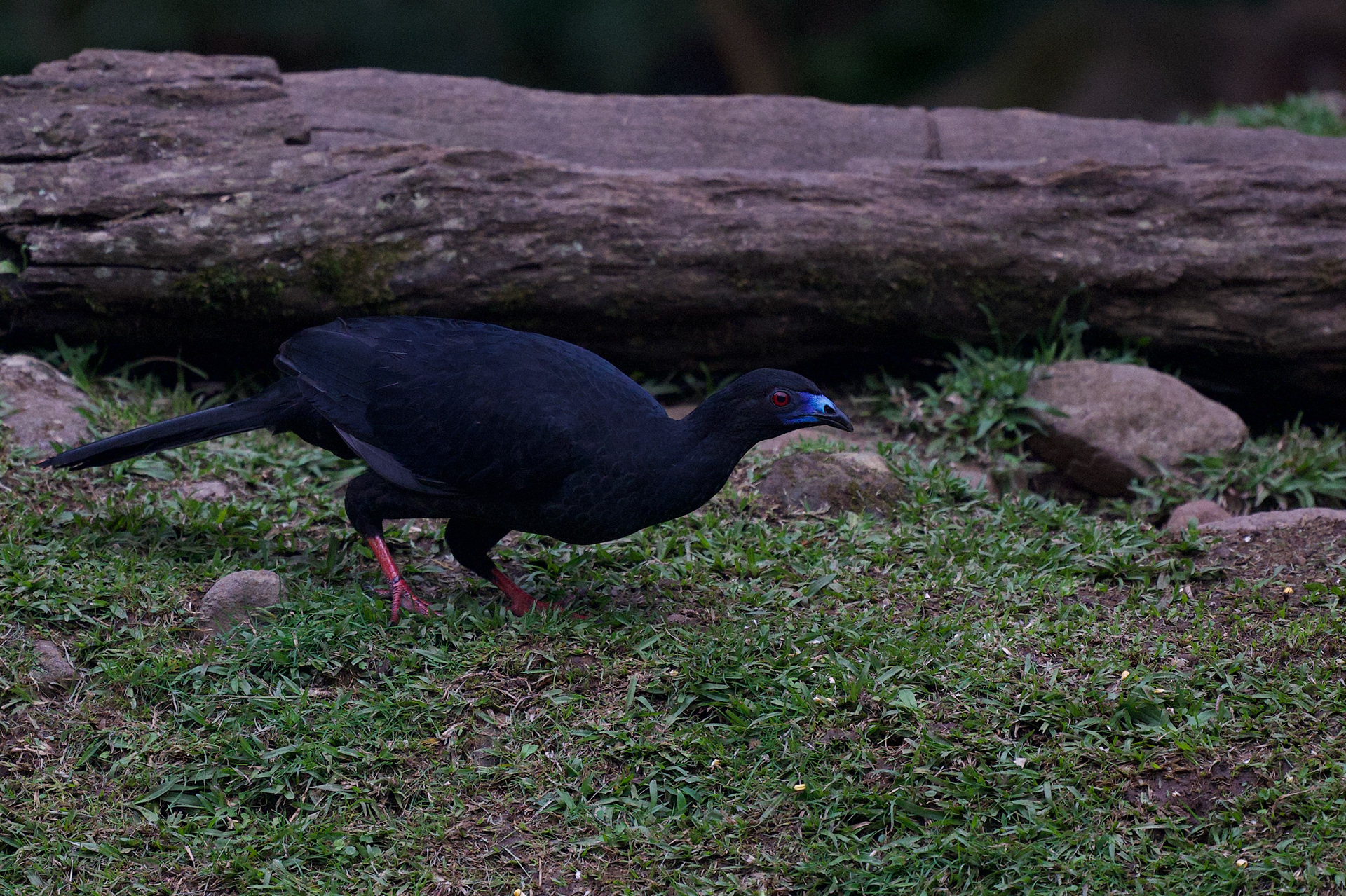 Black Guan