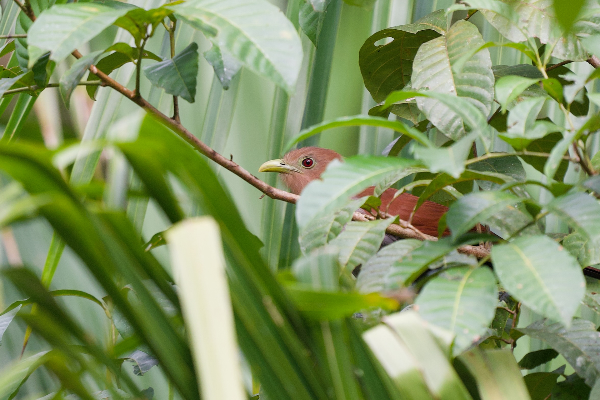 Squirrel Cuckoo