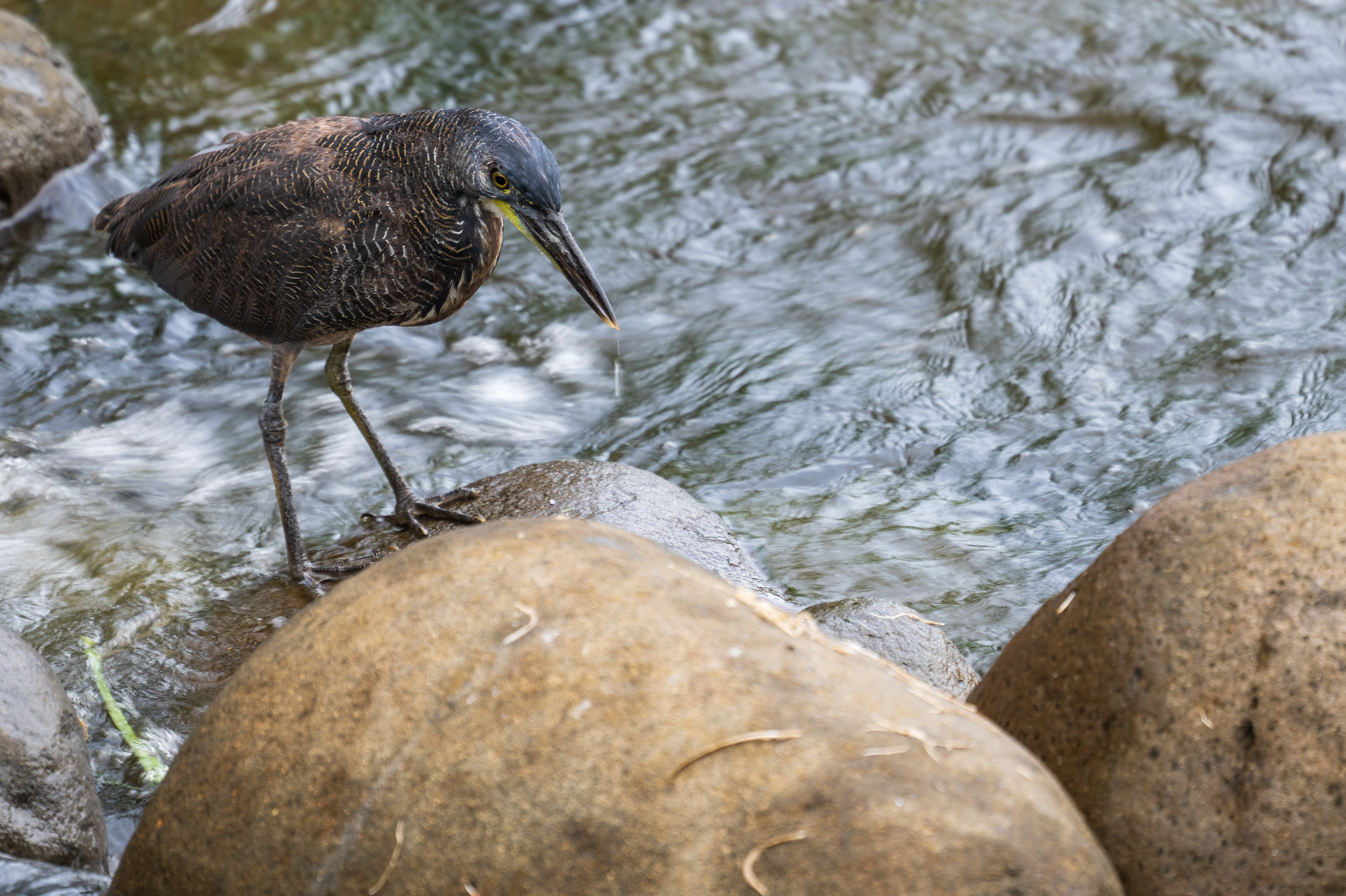 Fasciated Tiger Heron