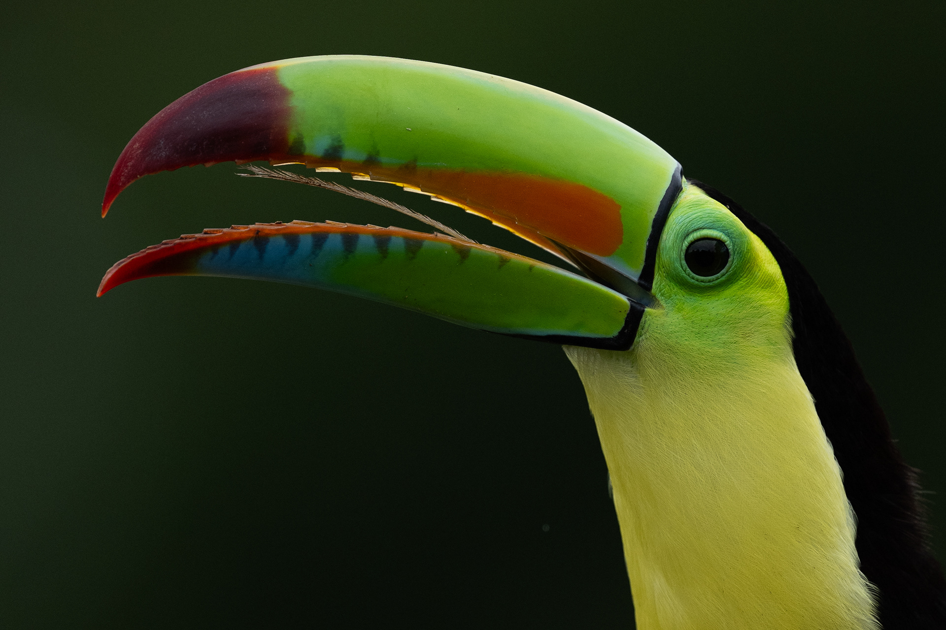Keel-billed Toucan