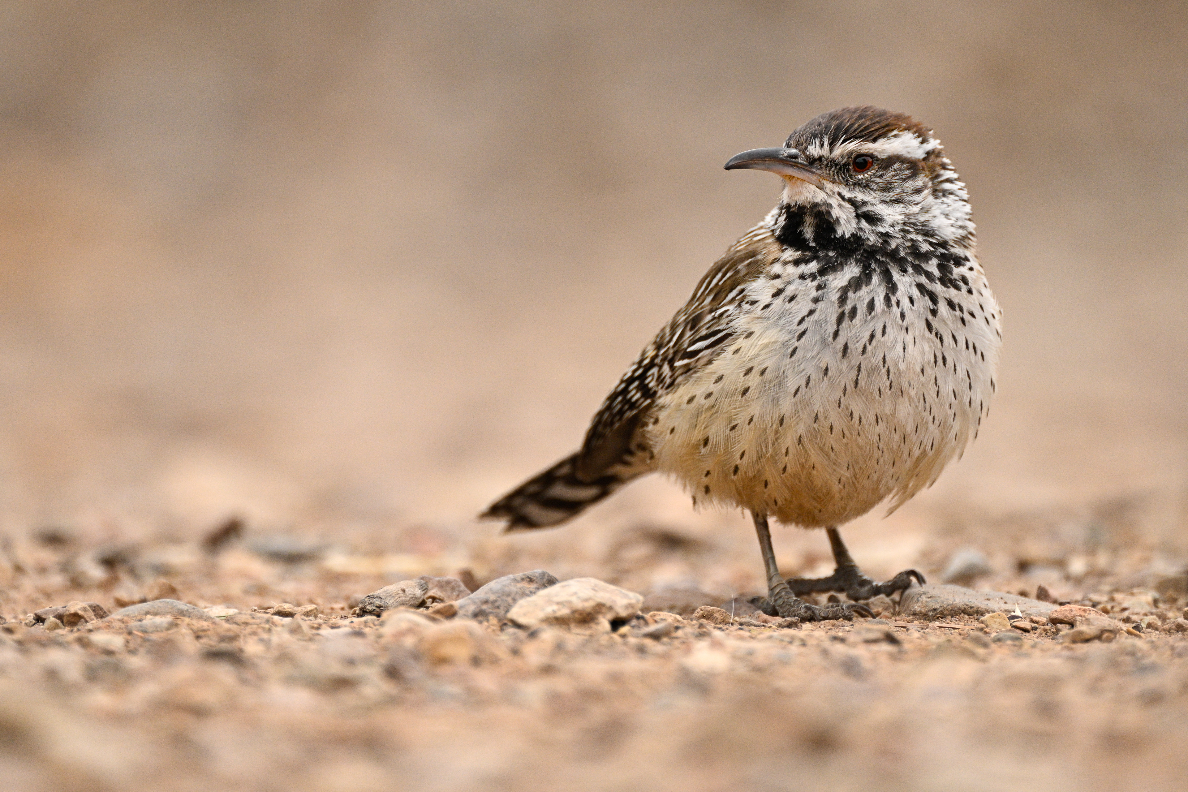 Cactus Wren