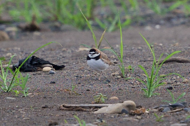Collared Plover