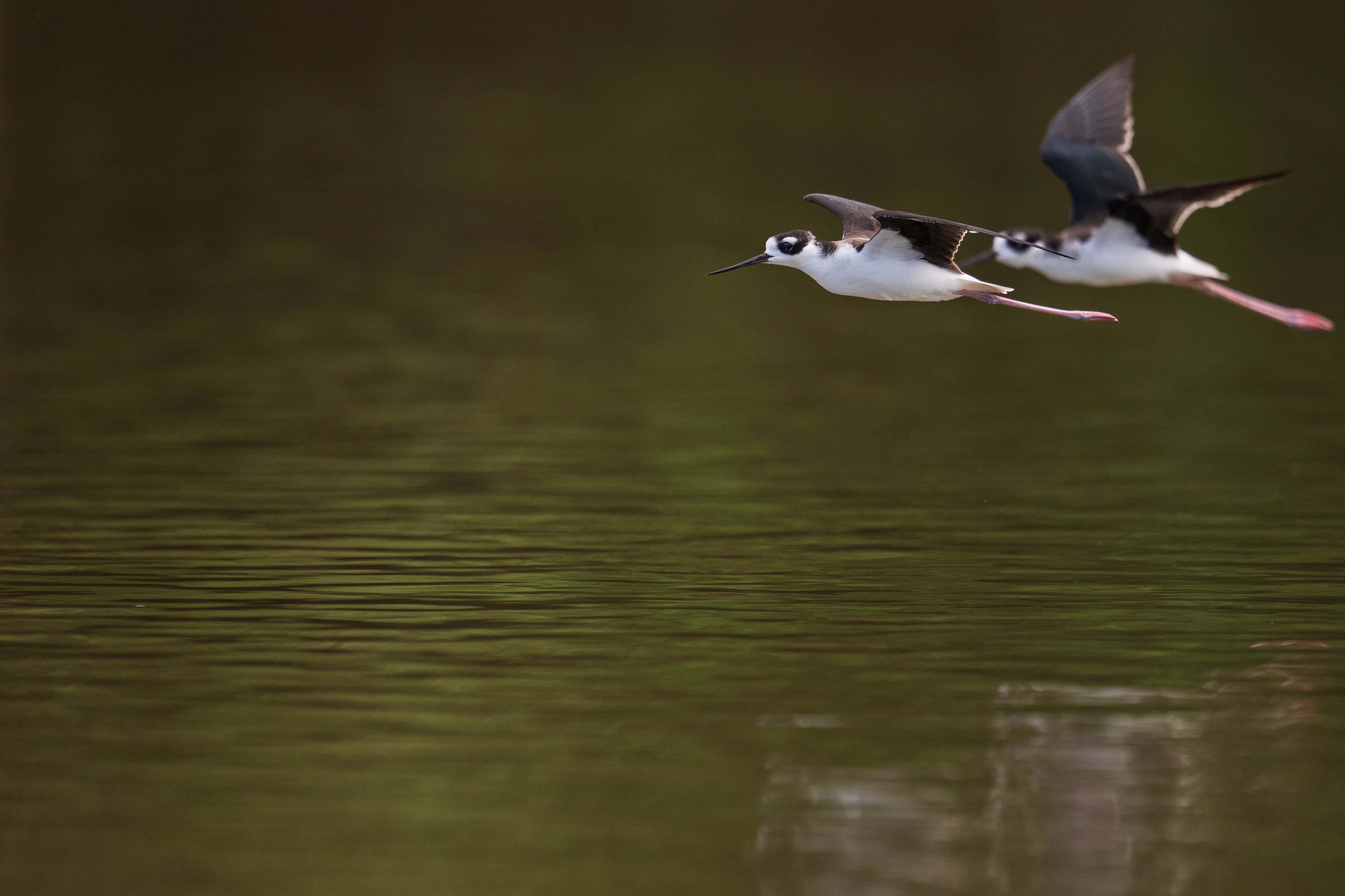 Black-necked Stilt